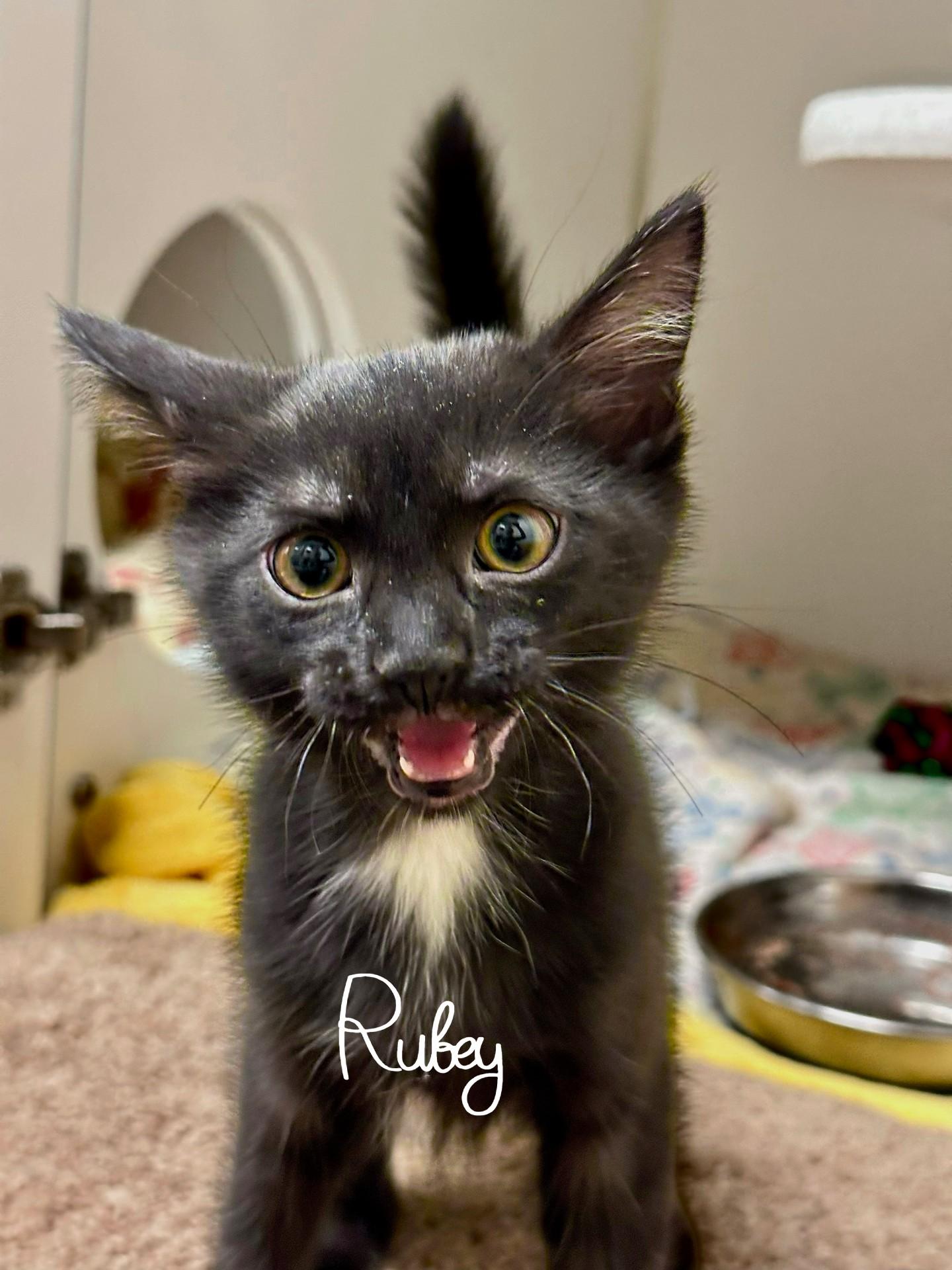 Rubey Deloney, Adoptable, Kitten Female Domestic Short Hair.