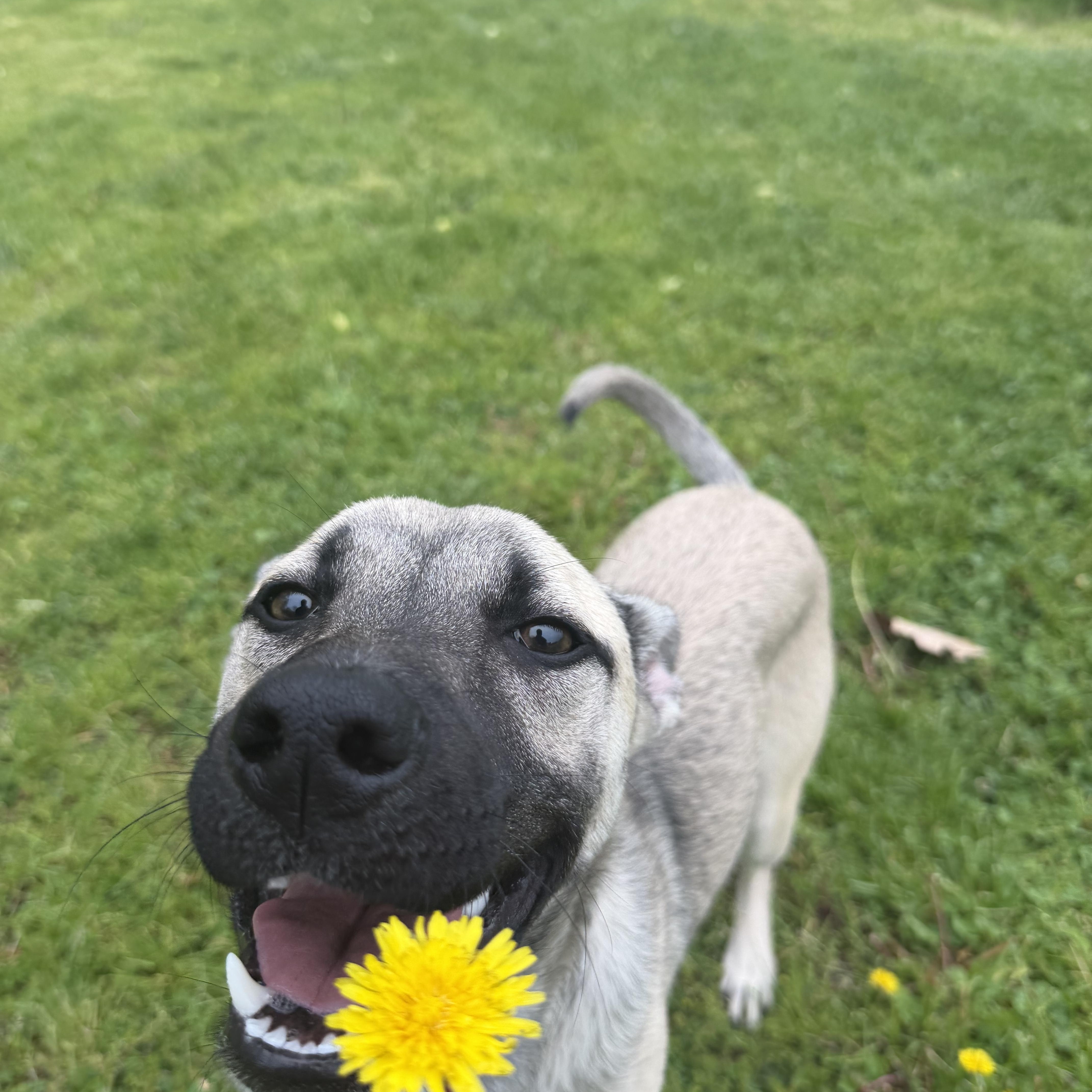 Enlarge Pepper, a ADOPTABLE mixed breed in New Britain, CT image 2/4