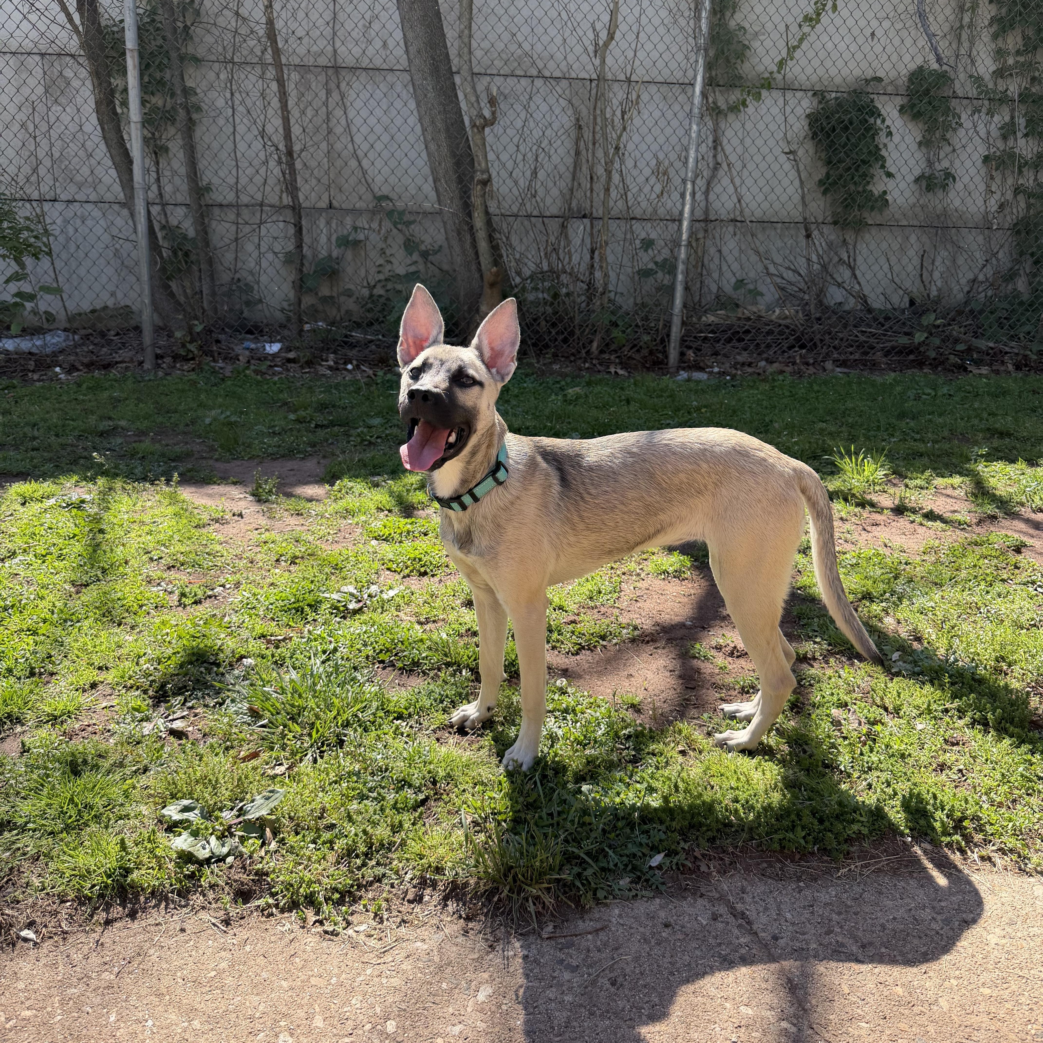 Enlarge Pepper, a ADOPTABLE mixed breed in New Britain, CT image 4/4