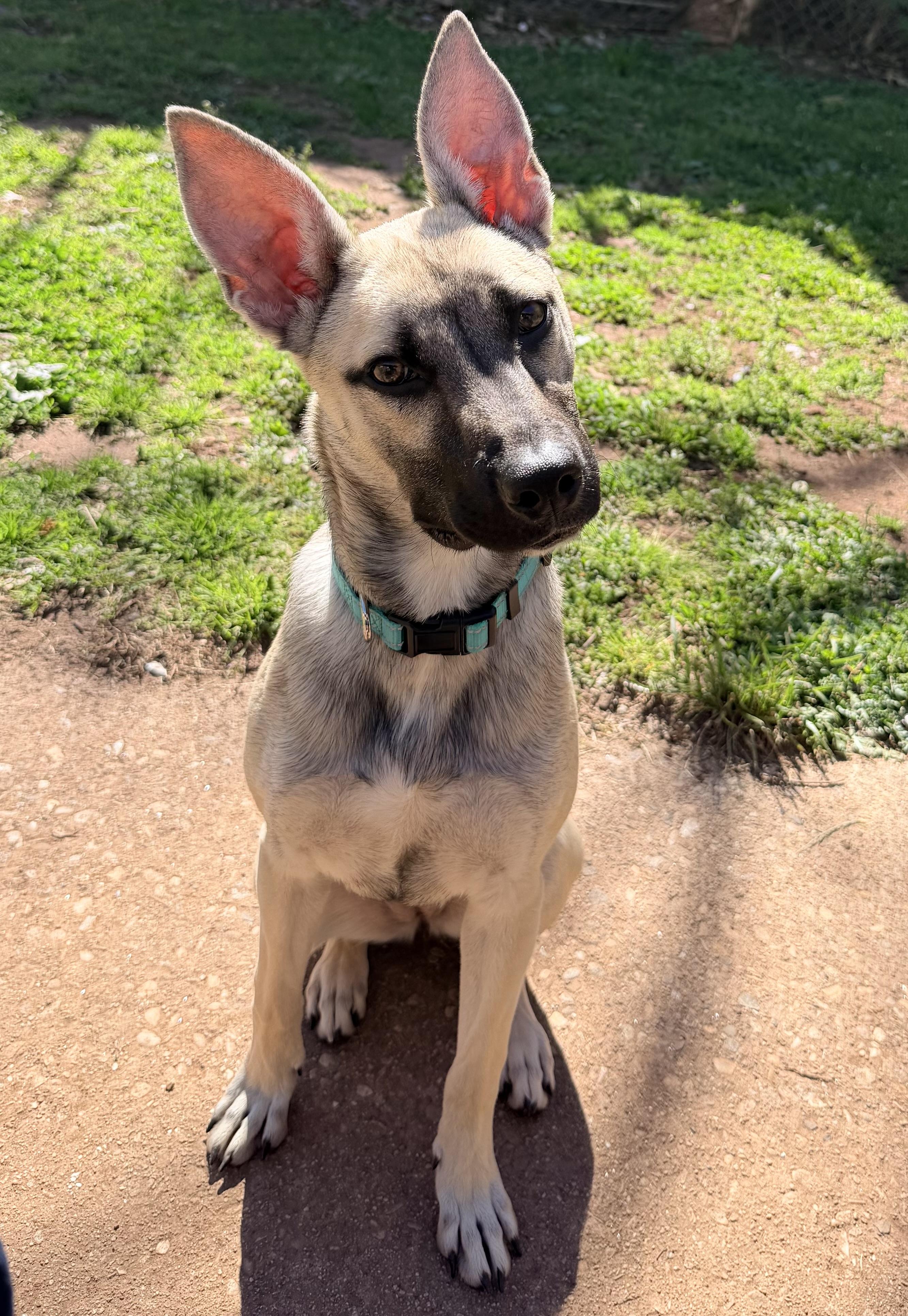 Enlarge Pepper, a ADOPTABLE mixed breed in New Britain, CT image 3/4