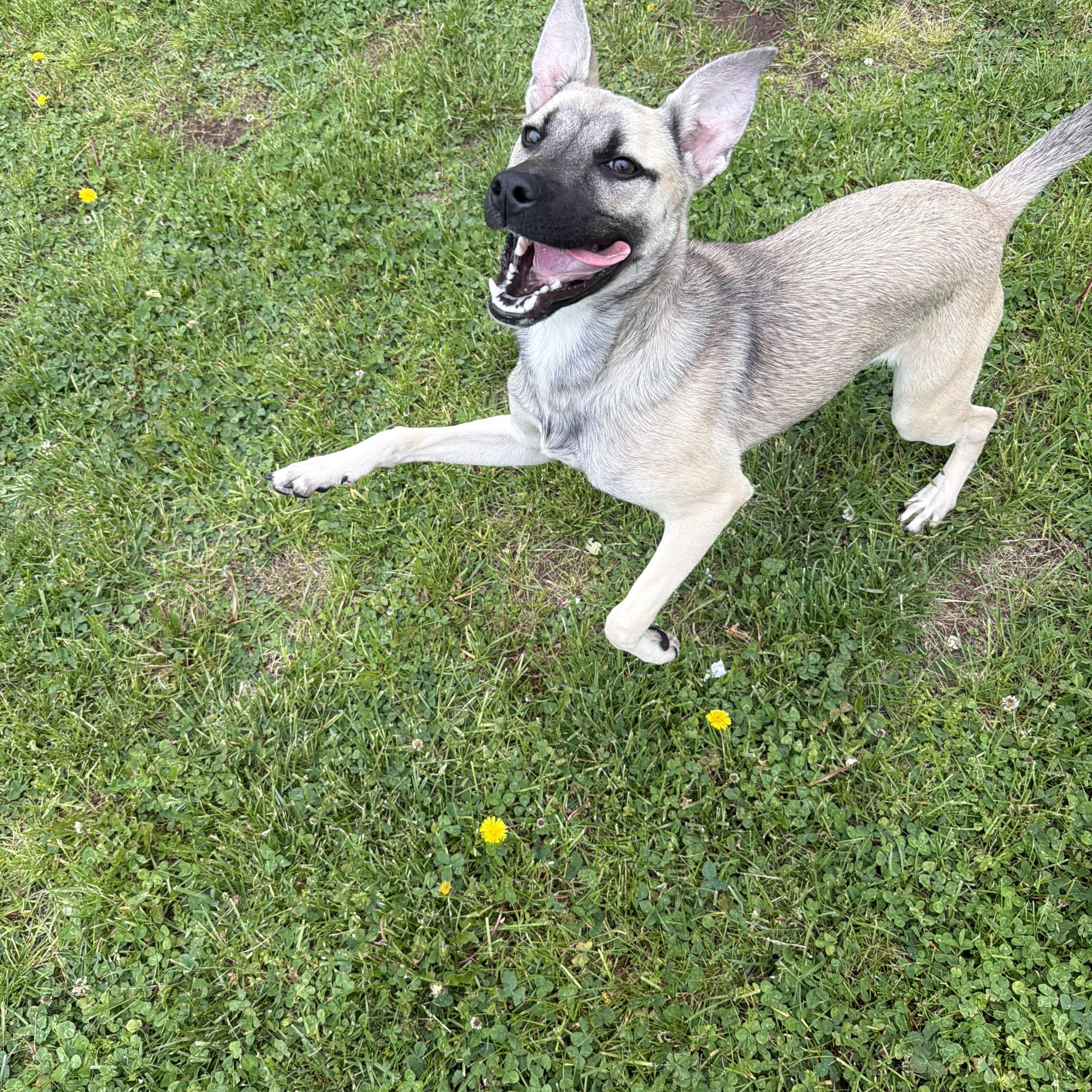 Enlarge Pepper, a ADOPTABLE mixed breed in New Britain, CT image 1/4