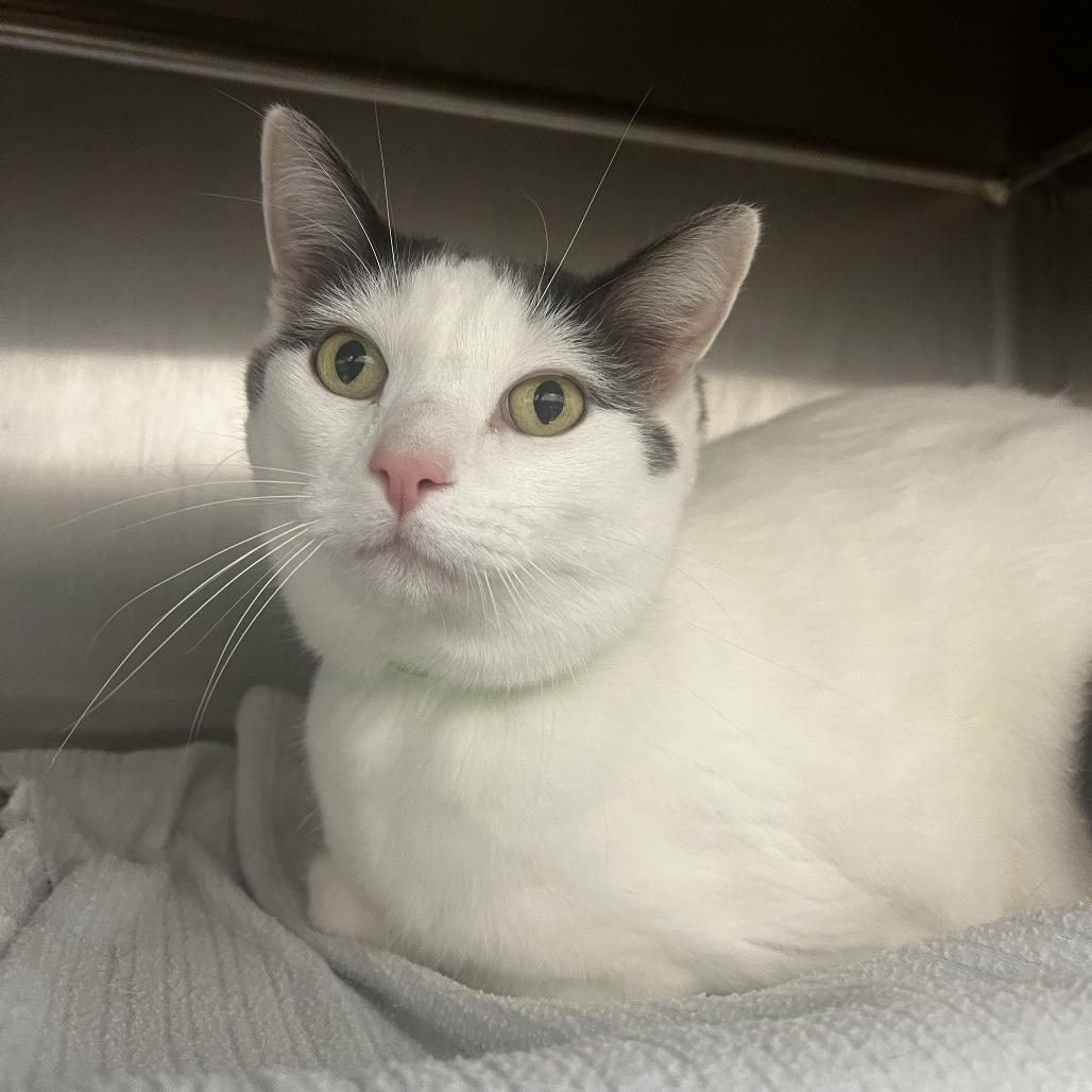 Marty, Adoptable, Senior Male Domestic Short Hair.