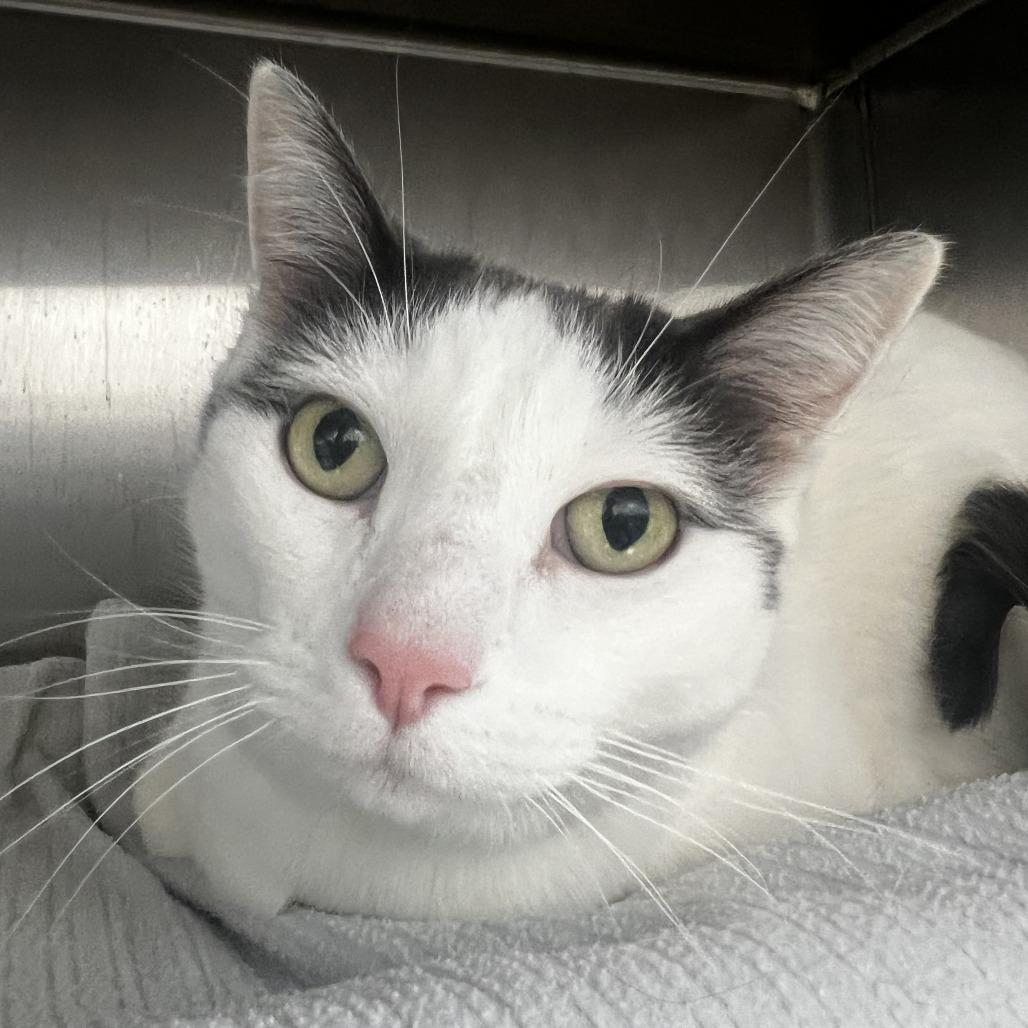 Marty, a Adoptable Domestic Short Hair in Fort Wayne, IN image 2/3