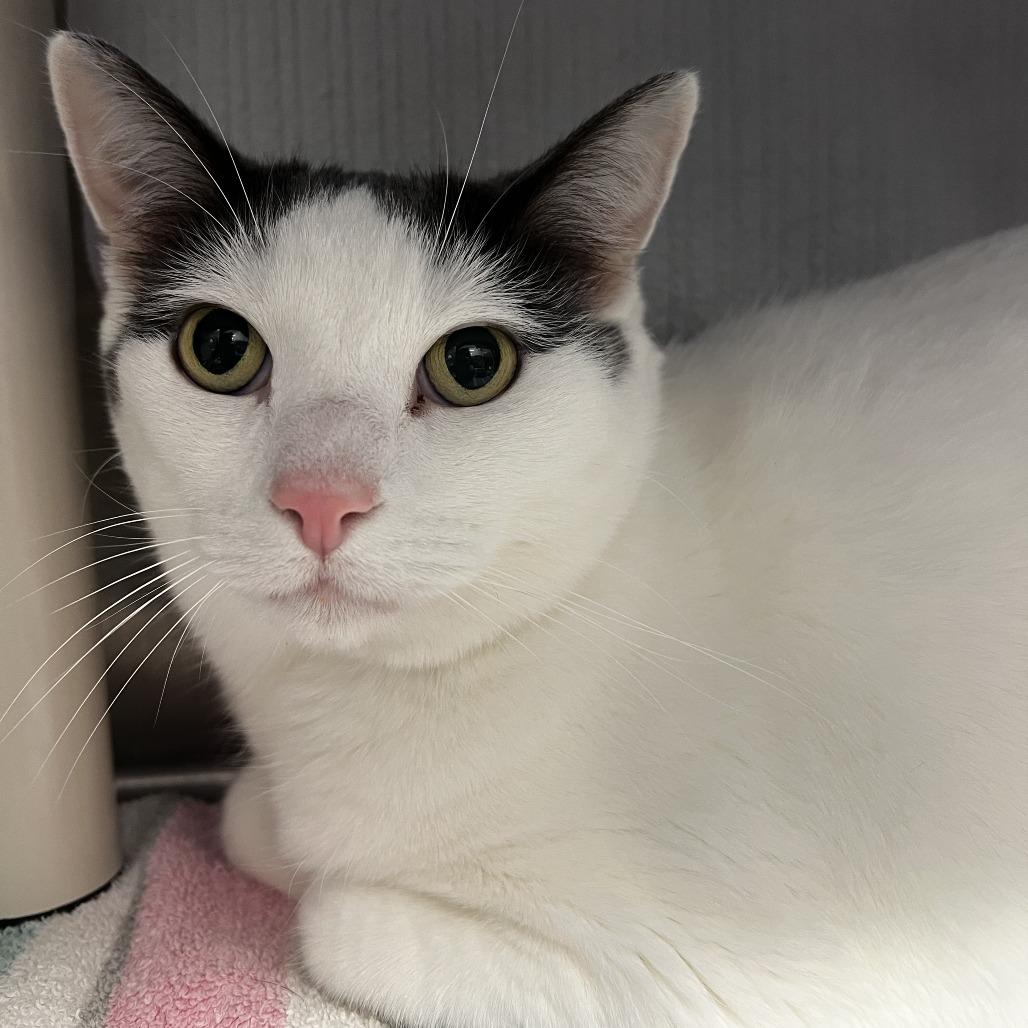 Marty, Adoptable, Senior Male Domestic Short Hair.