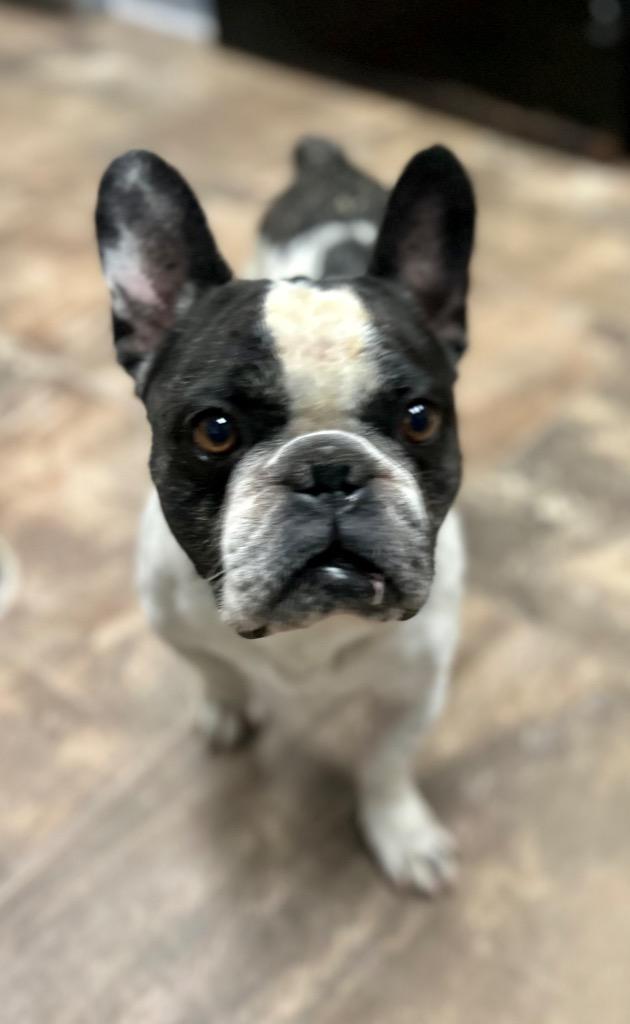 Enlarge Stitch, a Adoptable French Bulldog in Cottonwood, AZ image 1/2