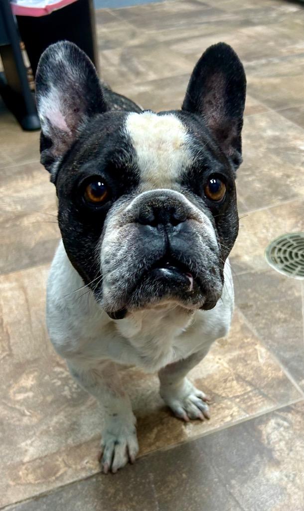 Enlarge Stitch, a Adoptable French Bulldog in Cottonwood, AZ image 2/2