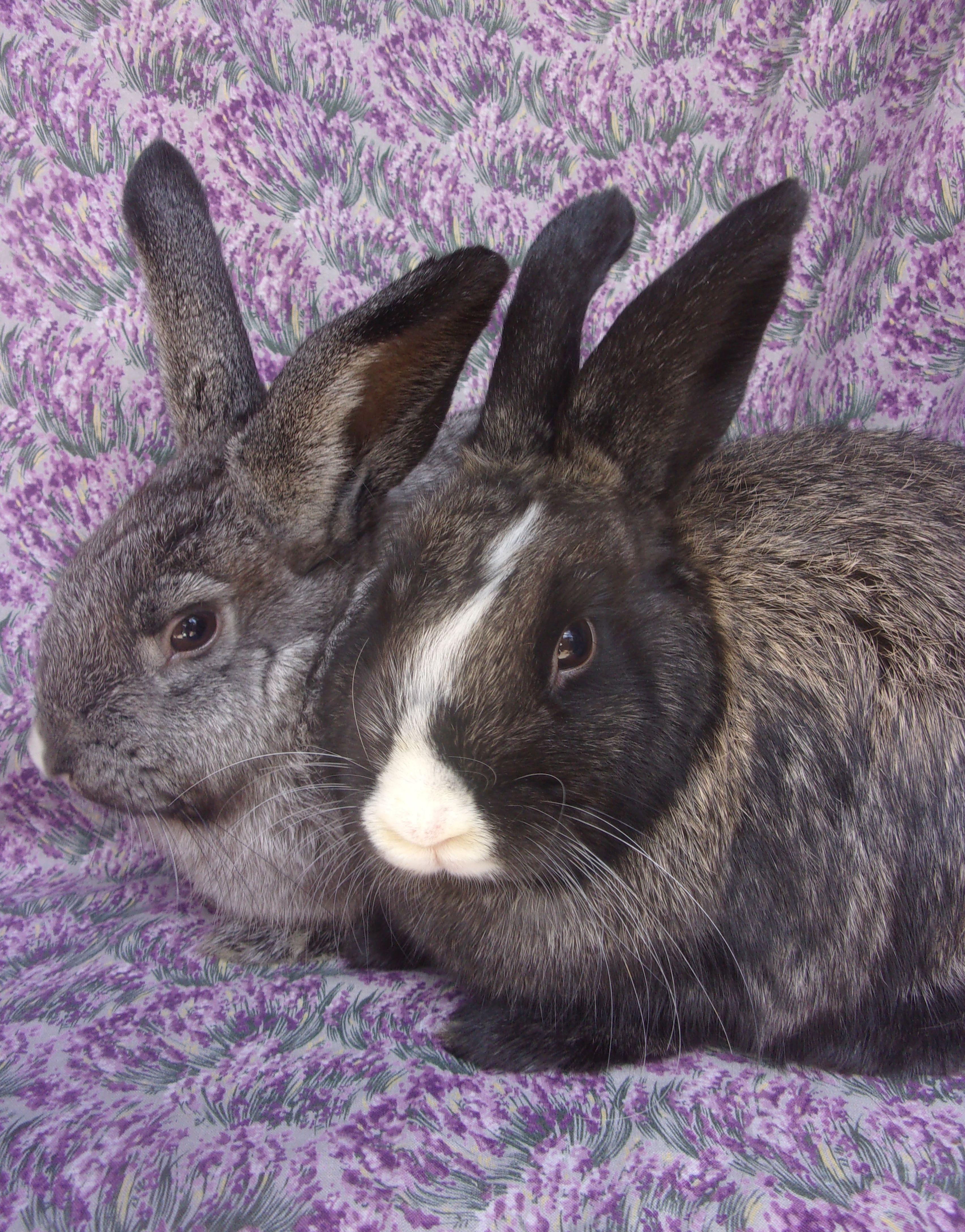 Enlarge Silvie/Genevieve, a Adoptable mixed breed in Goleta, CA image 1/1