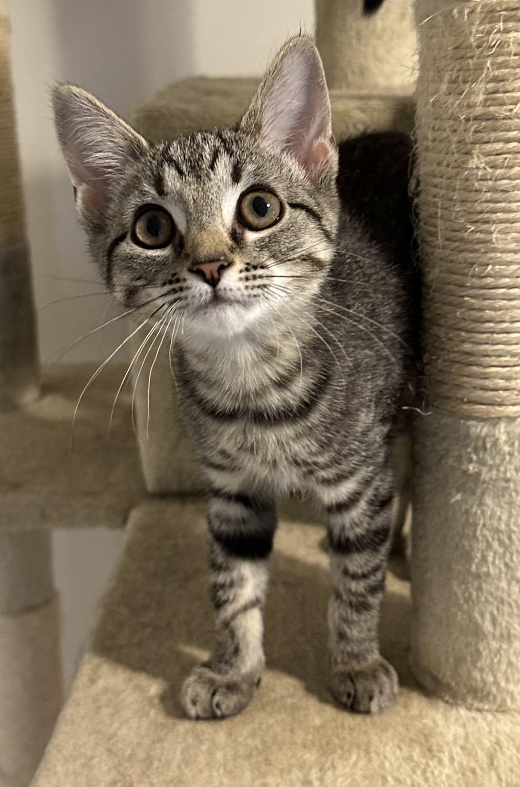 Journey, ADOPTABLE, Kitten Female Domestic Short Hair.