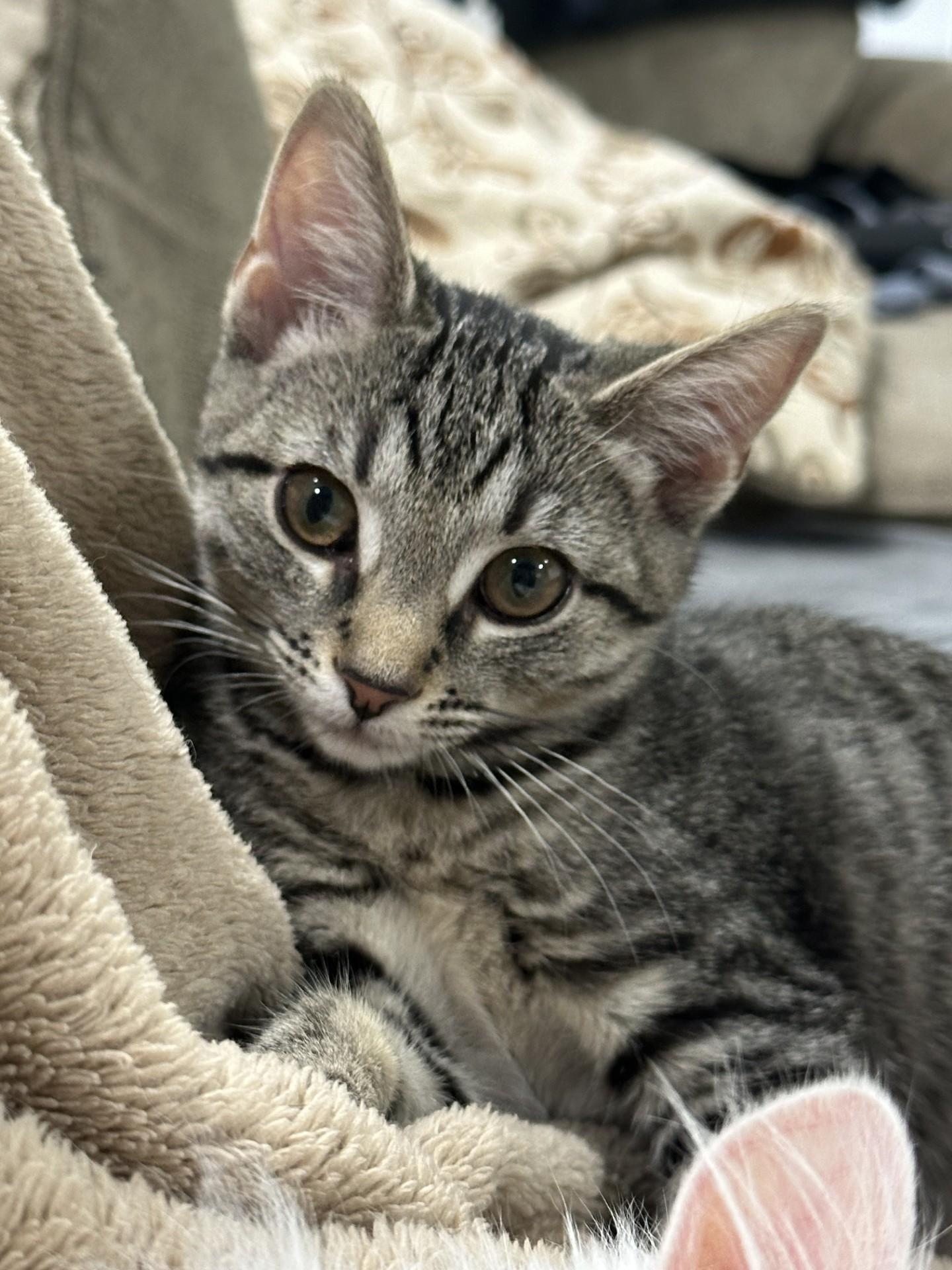 Journey, a ADOPTABLE Domestic Short Hair in Washington Grove, MD image 2/5