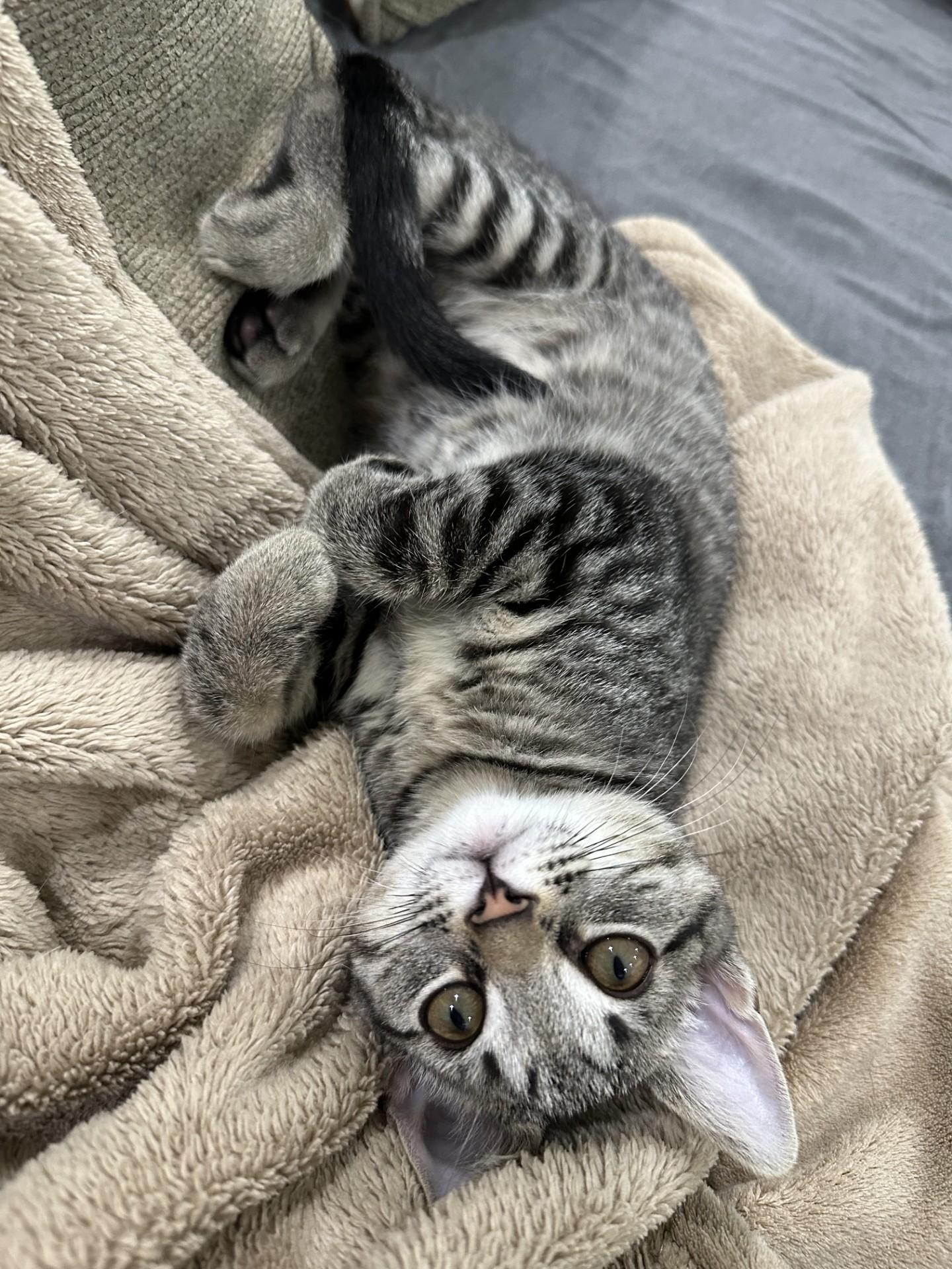 Journey, a ADOPTABLE Domestic Short Hair in Washington Grove, MD image 4/5