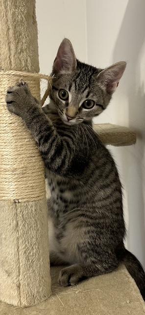 Journey, a ADOPTABLE Domestic Short Hair in Washington Grove, MD image 3/5