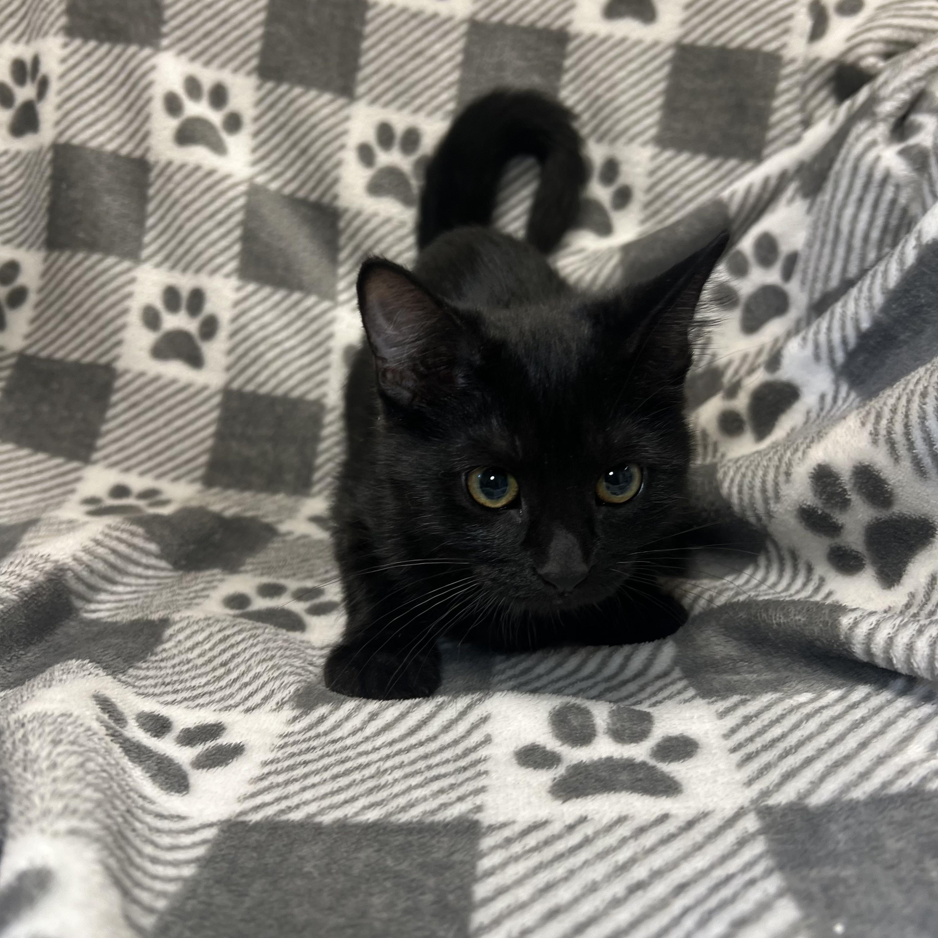 Ebony - At PetSmart in Mankato