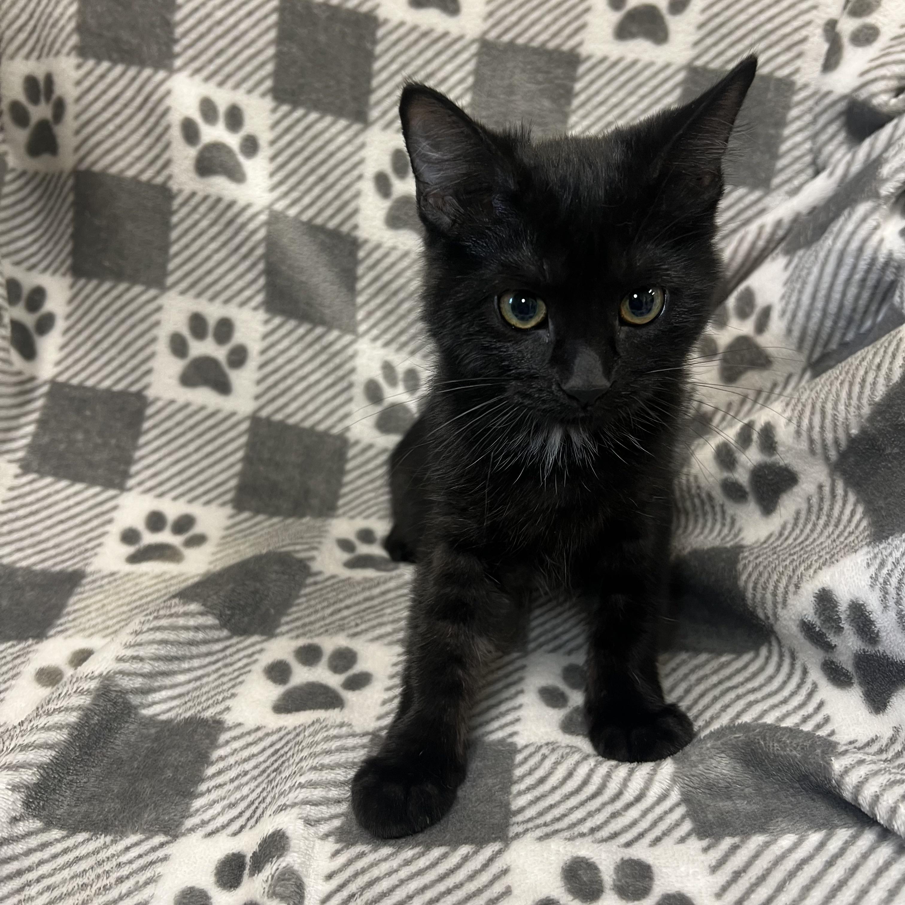 Ebony - At PetSmart in Mankato