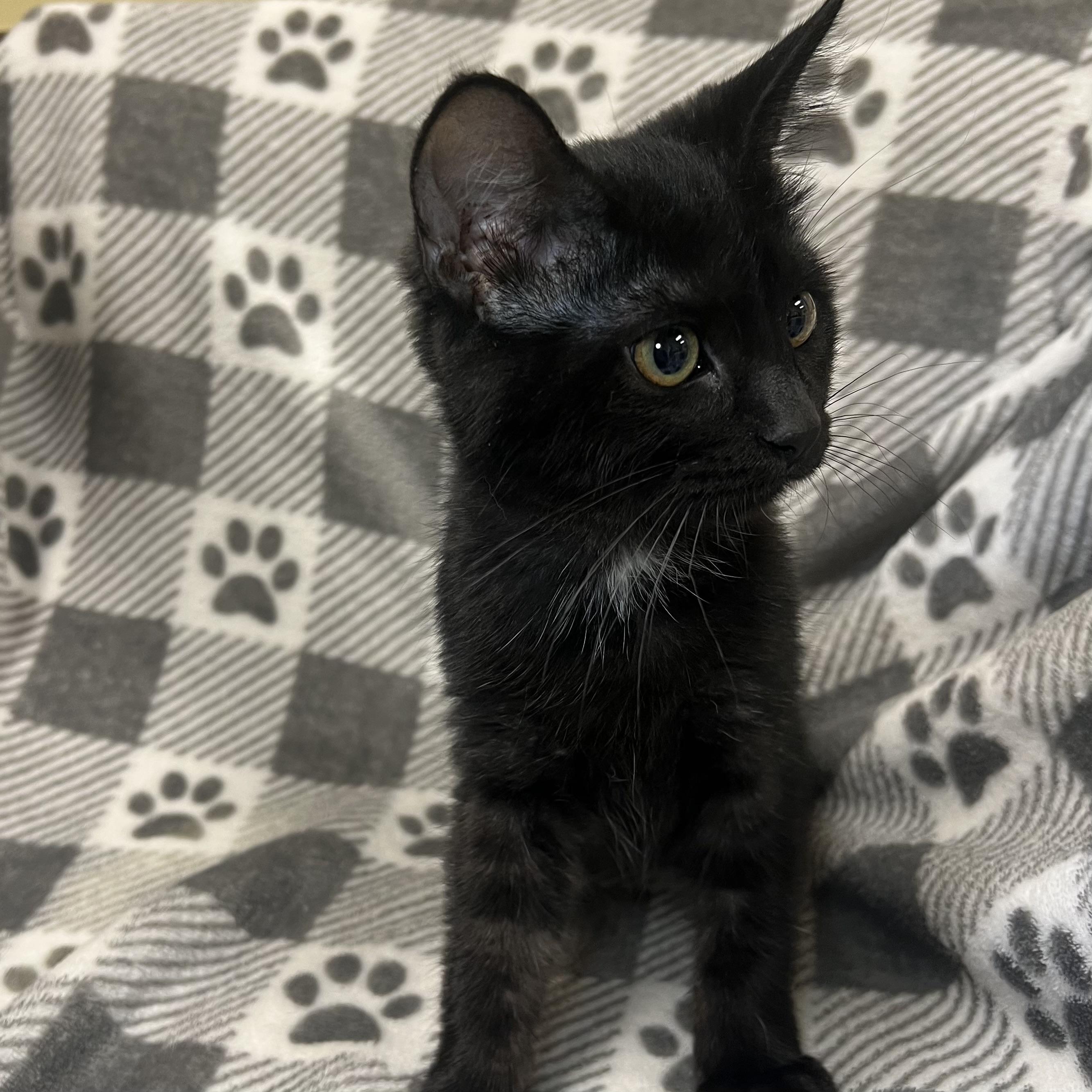 Ebony - At PetSmart in Mankato
