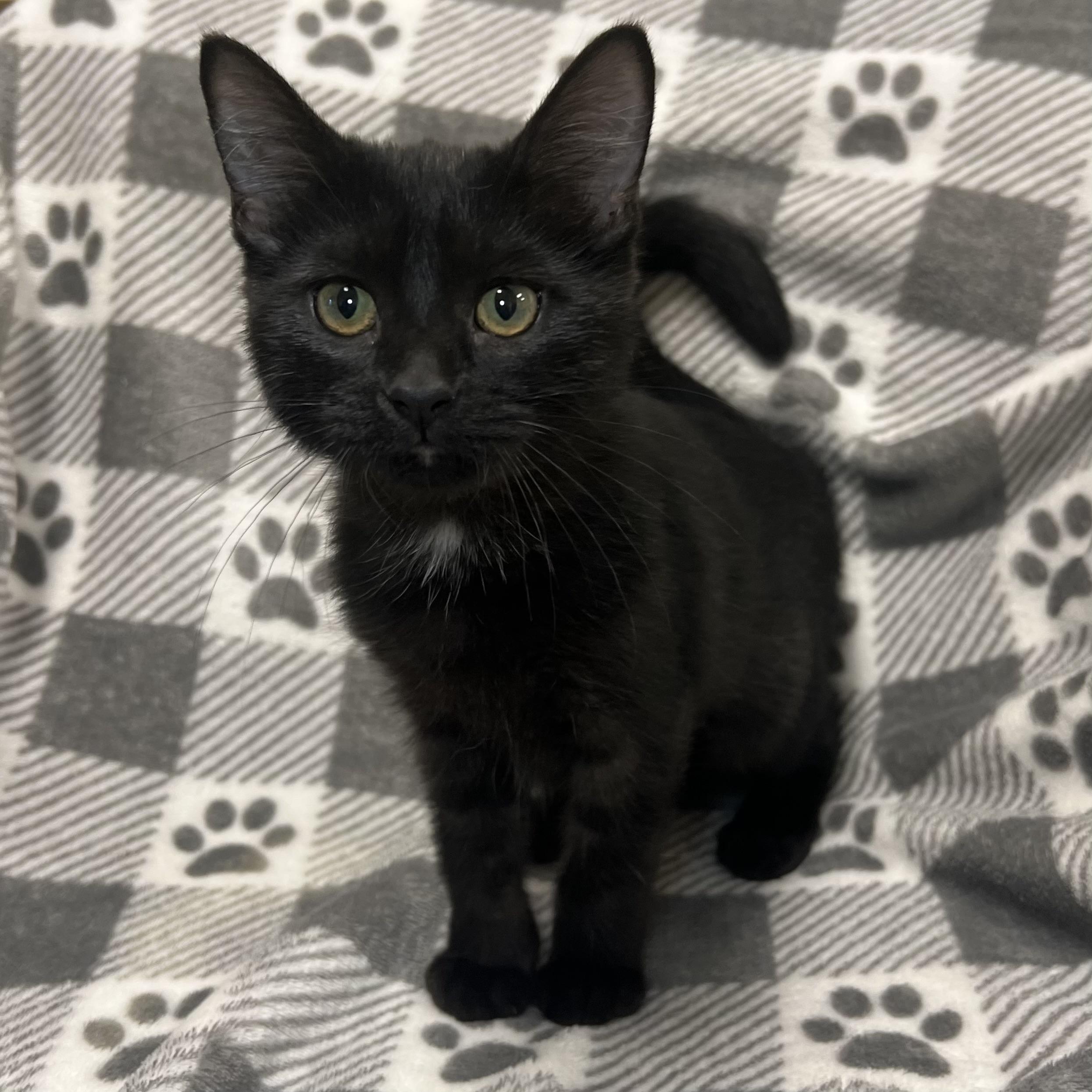 Ebony - At PetSmart in Mankato