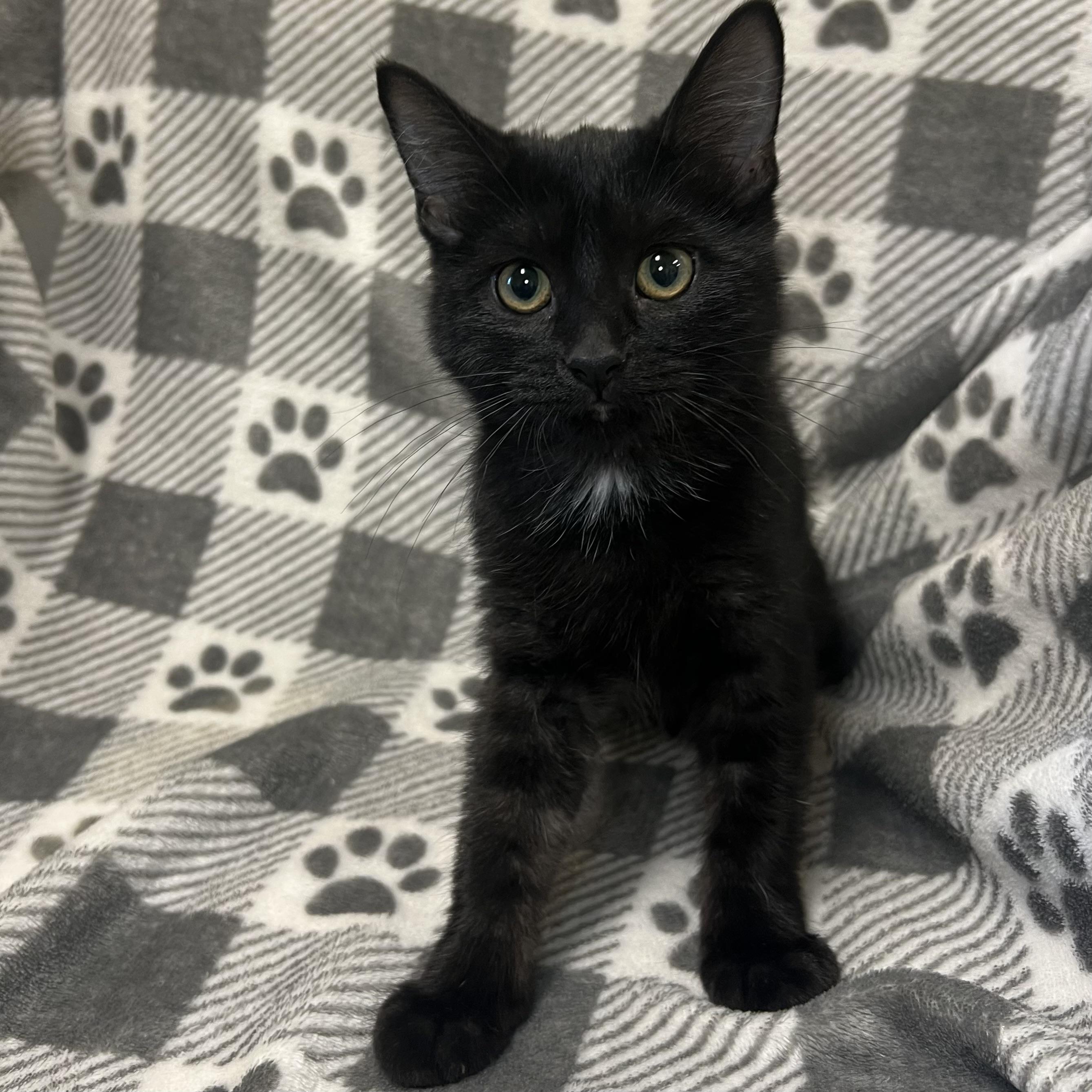 Ebony - At PetSmart in Mankato