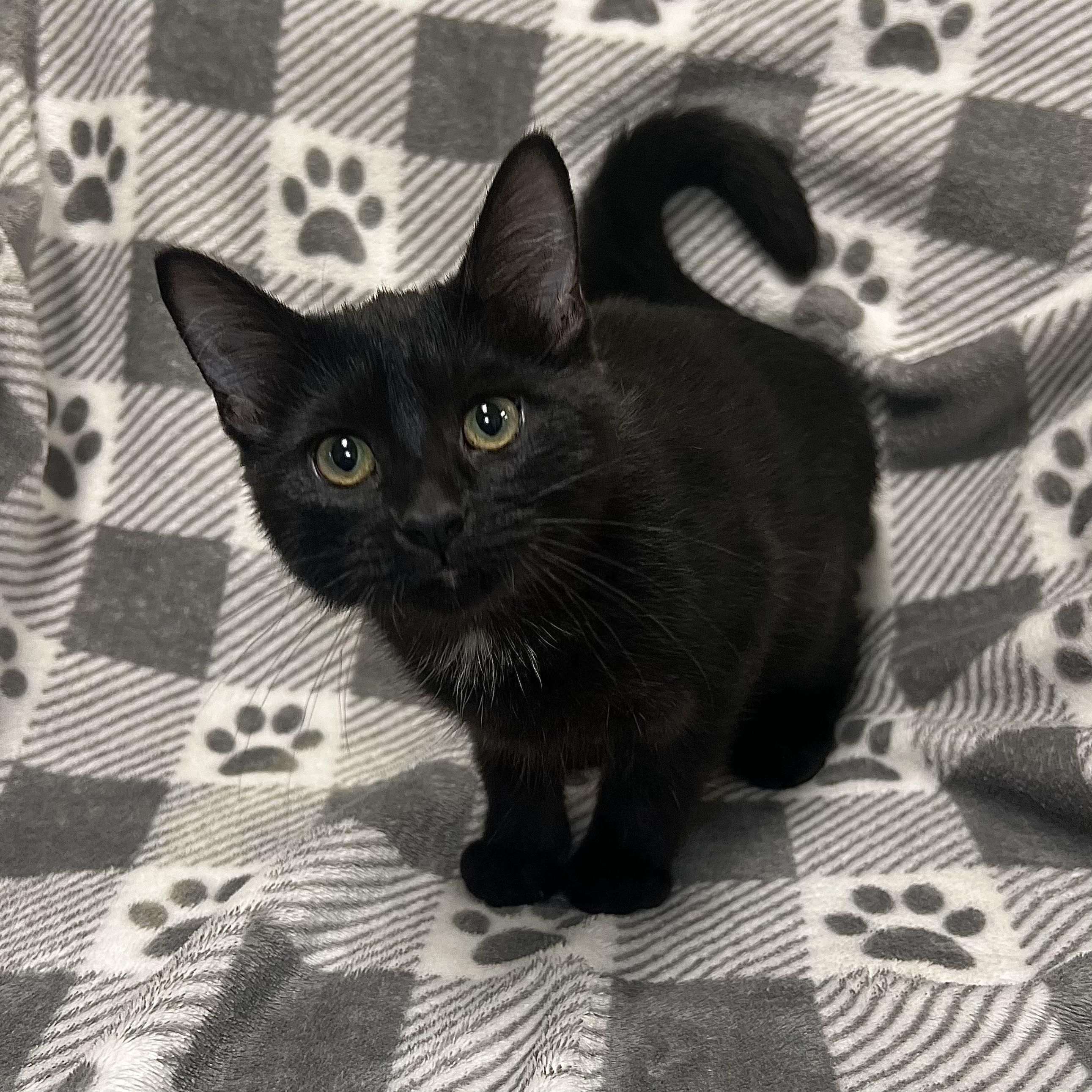 Ebony - At PetSmart in Mankato