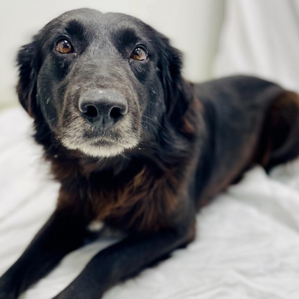 Enlarge Coal, a Adoptable mixed breed in Lebanon, MO image 1/4
