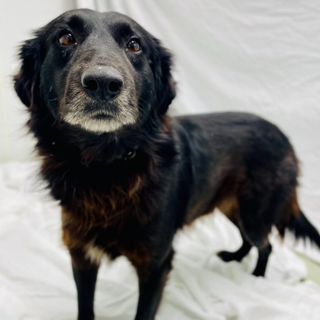 Enlarge Coal, a Adoptable mixed breed in Lebanon, MO image 2/4