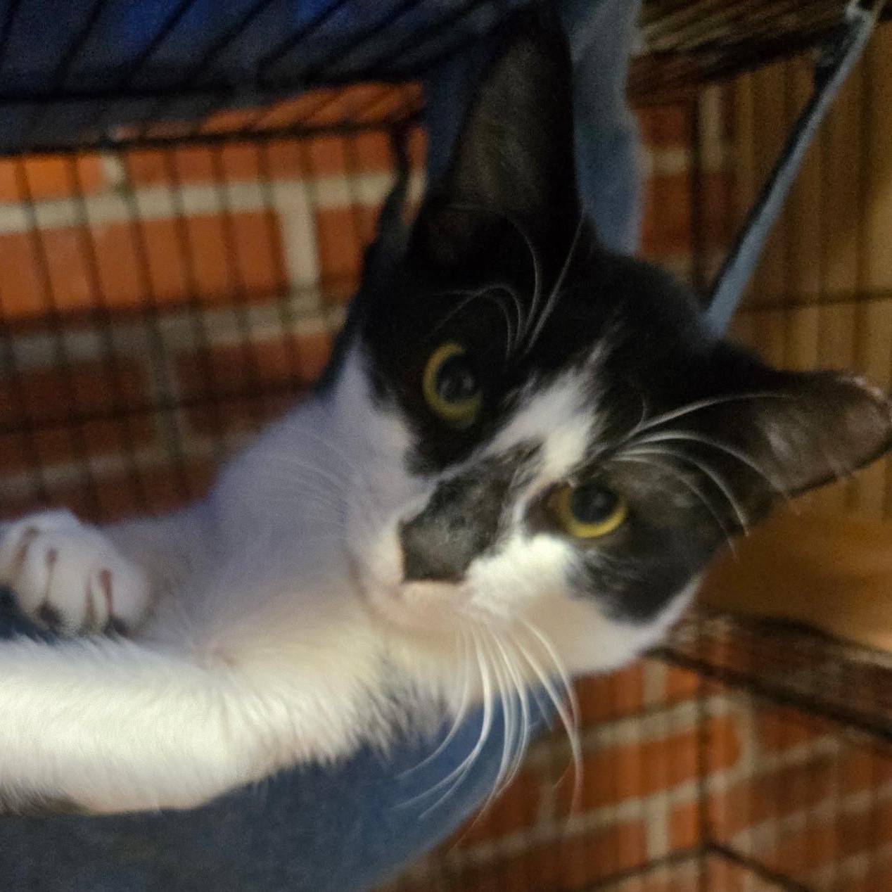 Enlarge Snoopy, a Adoptable Domestic Short Hair in Charleston, SC image 2/6