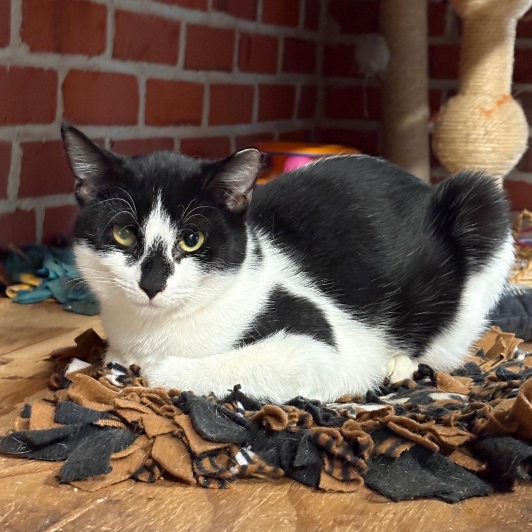 Enlarge Snoopy, a Adoptable Domestic Short Hair in Charleston, SC image 3/6