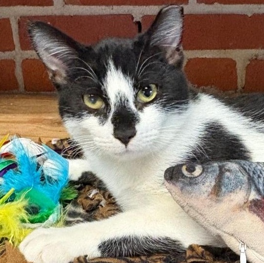 Enlarge Snoopy, a Adoptable Domestic Short Hair in Charleston, SC image 1/6