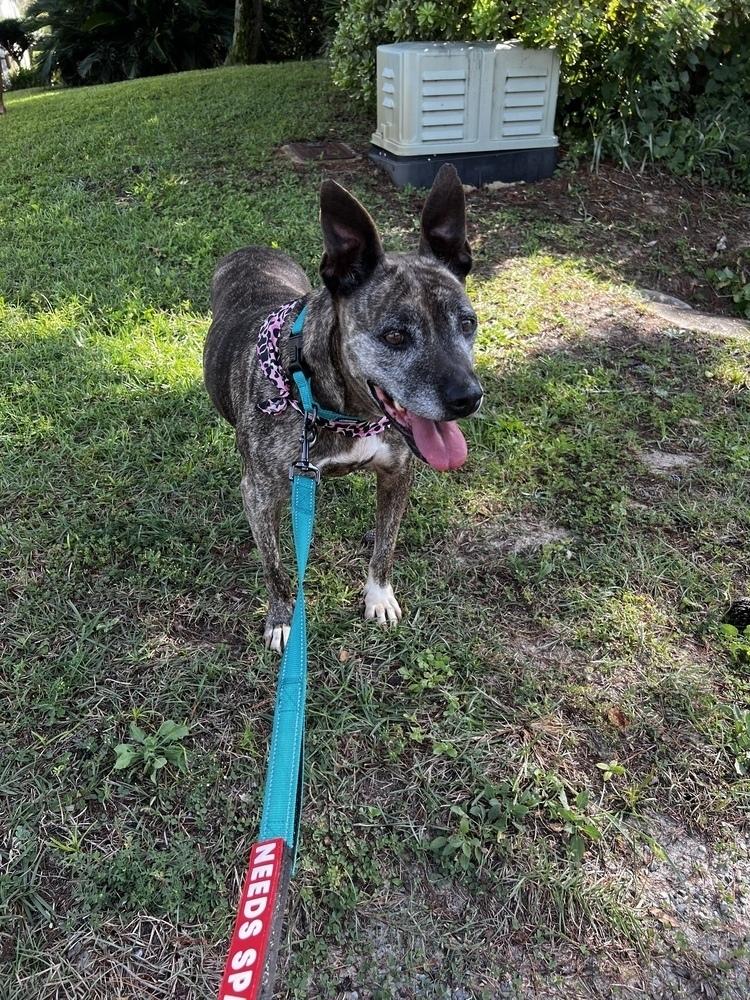 Lucy ***Longest Resident At The Rescue***, a Adoptable mixed breed in Troy, AL image 3/6