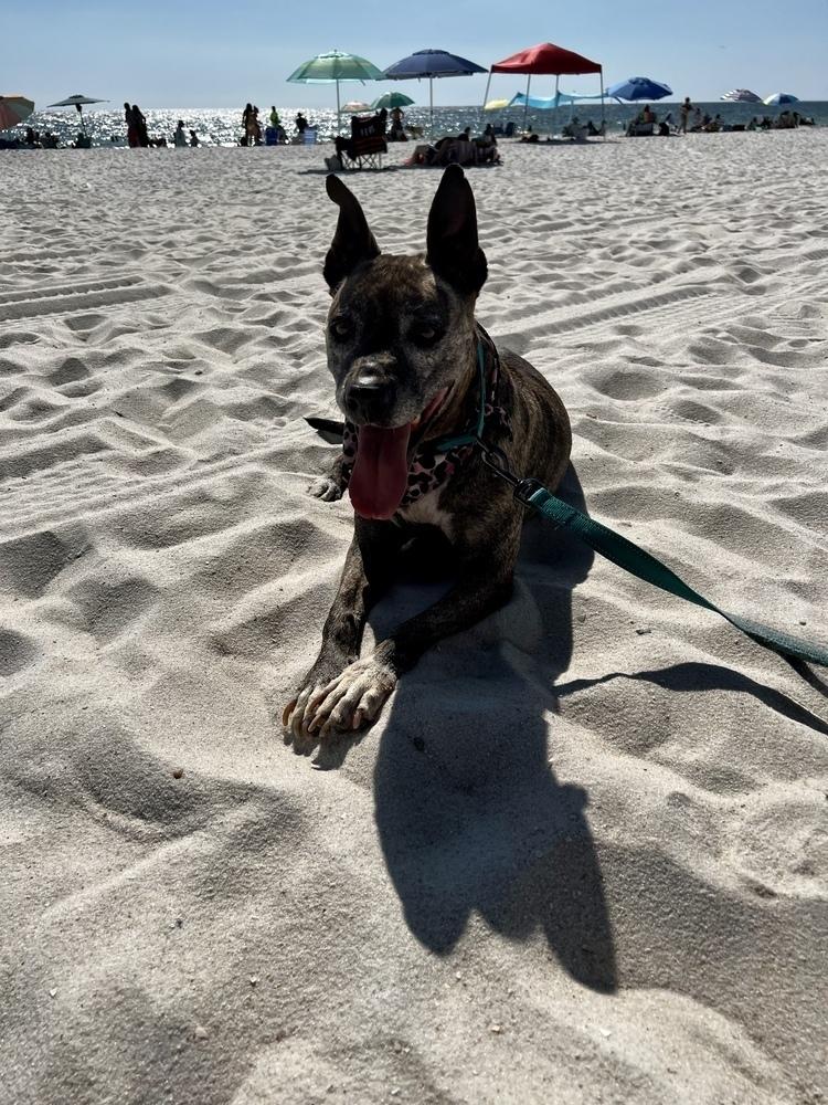 Lucy ***Longest Resident At The Rescue***, a Adoptable mixed breed in Troy, AL image 4/6