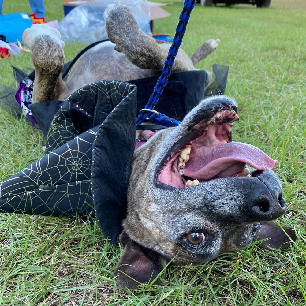 Lucy ***Longest Resident At The Rescue***, a Adoptable mixed breed in Troy, AL image 5/6