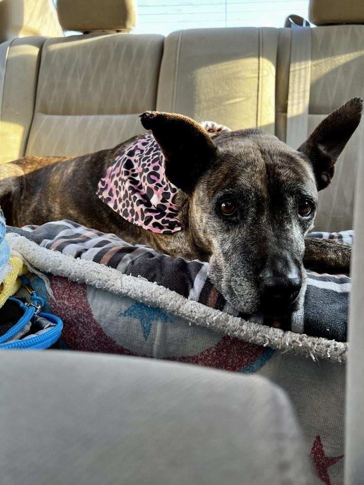 Lucy ***Longest Resident At The Rescue***, a Adoptable mixed breed in Troy, AL image 6/6