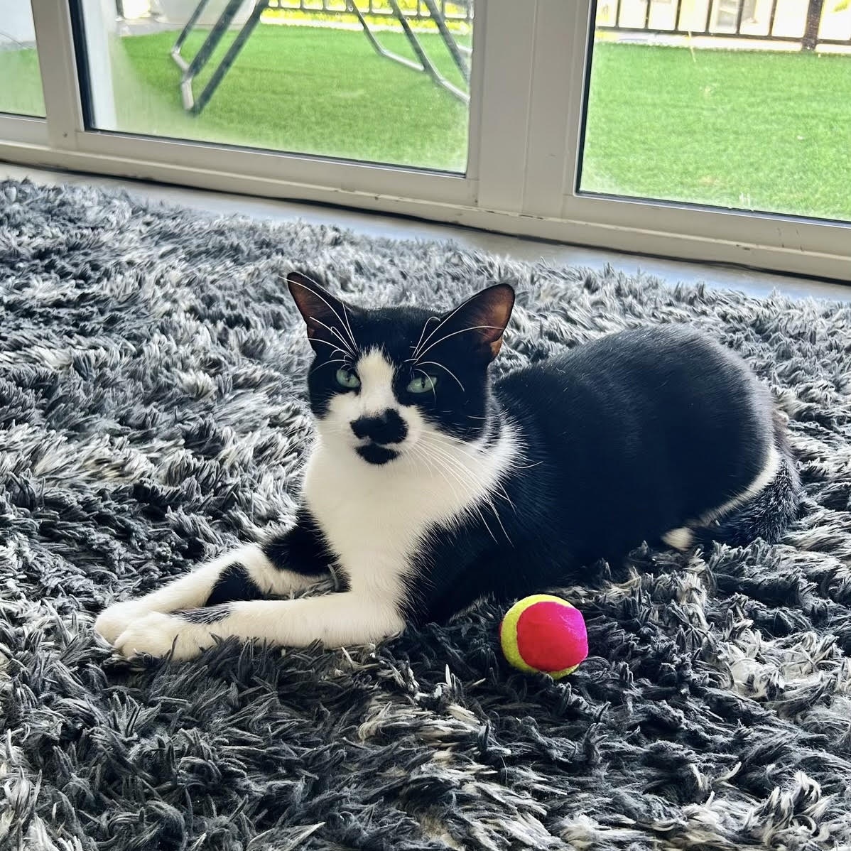 Cat for adoption Sylvester, a Domestic Short Hair in Boston, MA