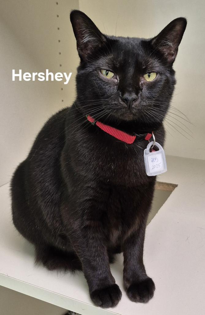 Enlarge Hershey, a Adoptable mixed breed in Kendallville, IN image 1/1