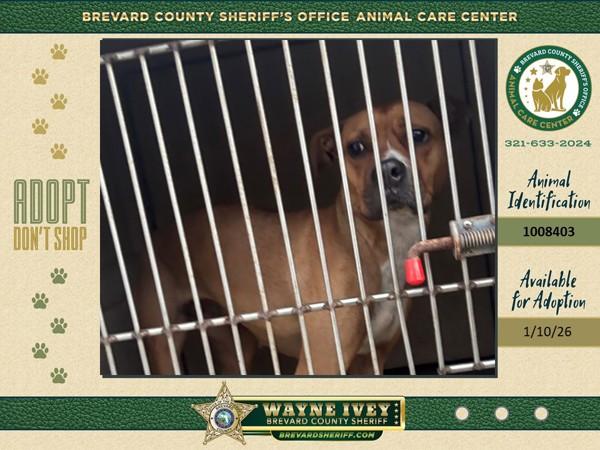 Enlarge Meadow, a Adoptable mixed breed in Melbourne, FL image 1/1