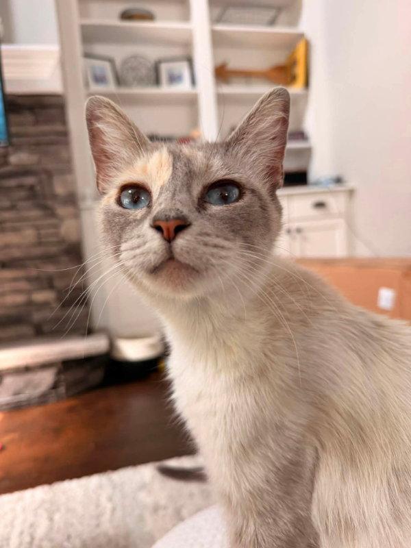 Enlarge Miss Withney, a Adoptable Siamese in Knoxville, TN image 1/3