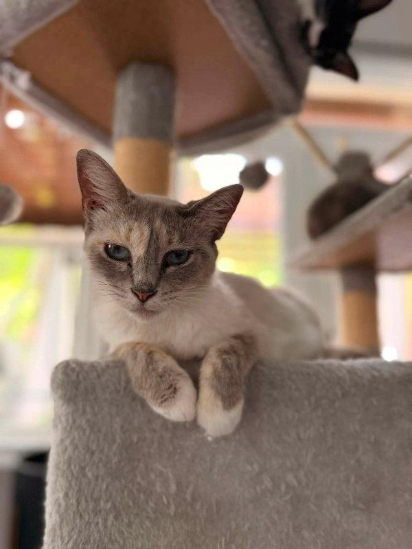 Enlarge Miss Withney, a Adoptable Siamese in Knoxville, TN image 2/3