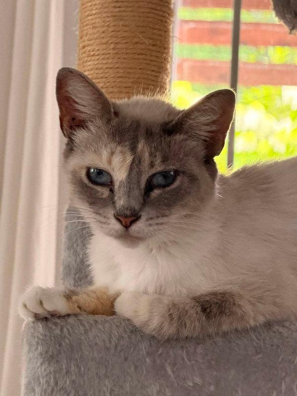 Enlarge Miss Withney, a Adoptable Siamese in Knoxville, TN image 3/3