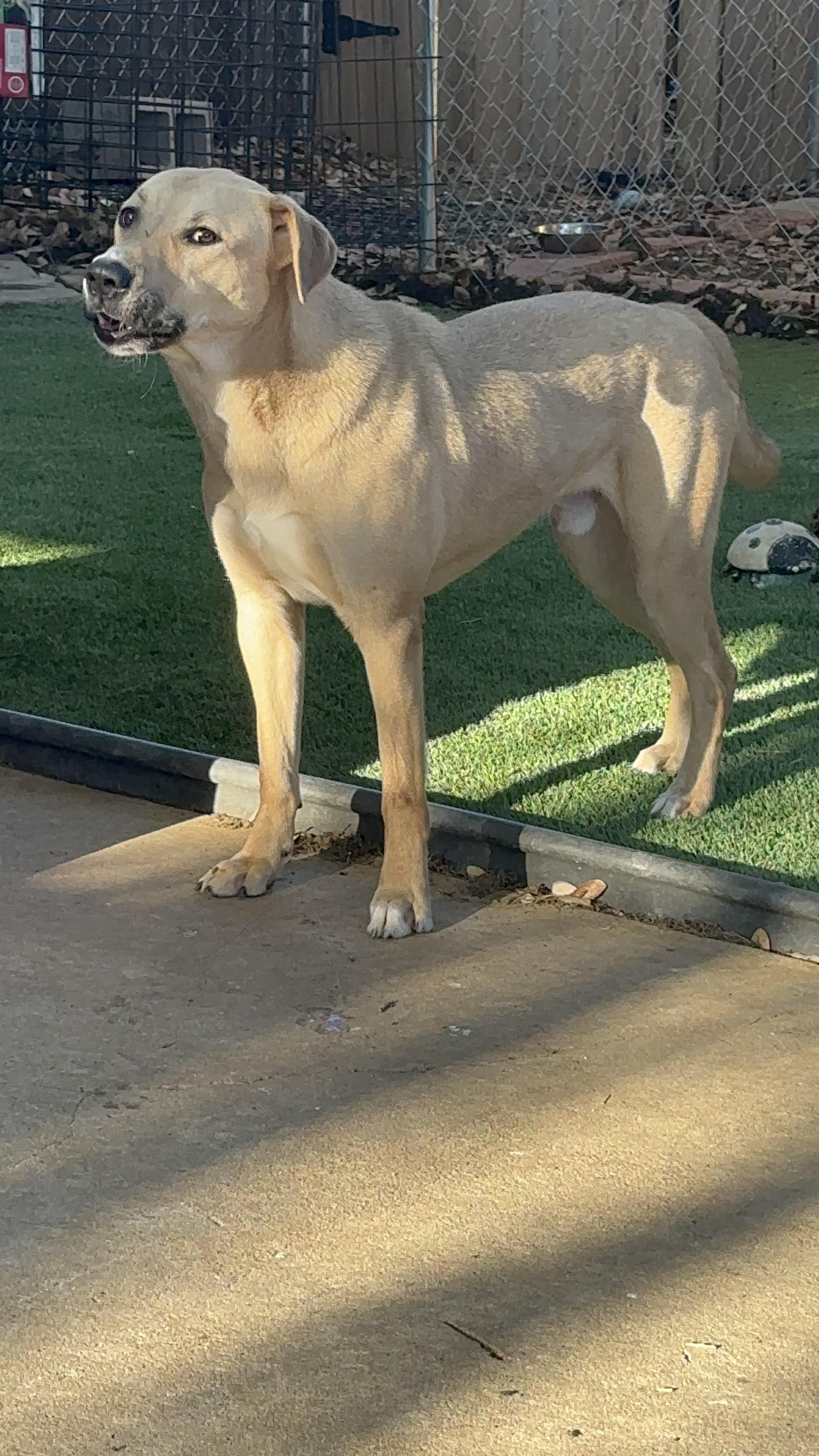 Enlarge Walden, a Adoptable German Shepherd Dog in Denison, TX image 2/2