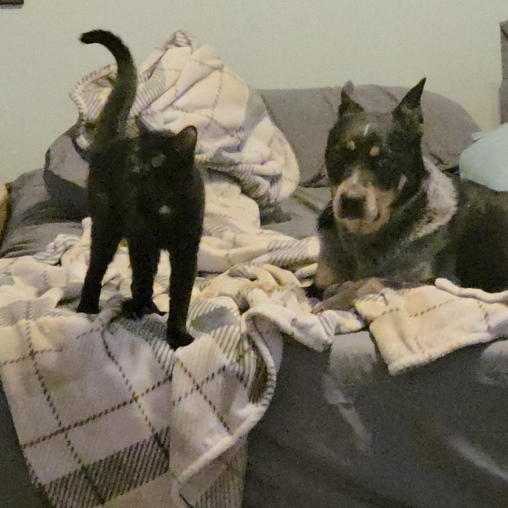 Xaden, a Adoptable Domestic Short Hair in Wilmington, NC image 3/6