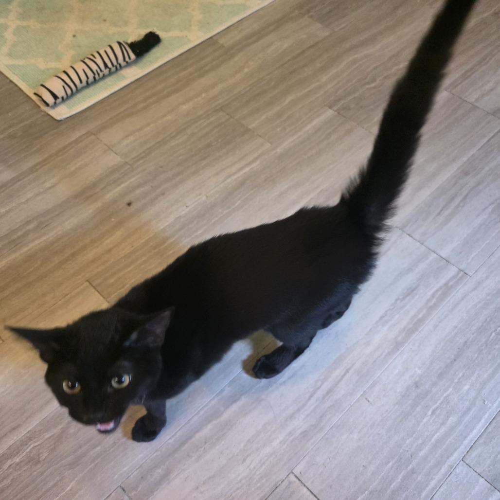 Xaden, a Adoptable Domestic Short Hair in Wilmington, NC image 2/6