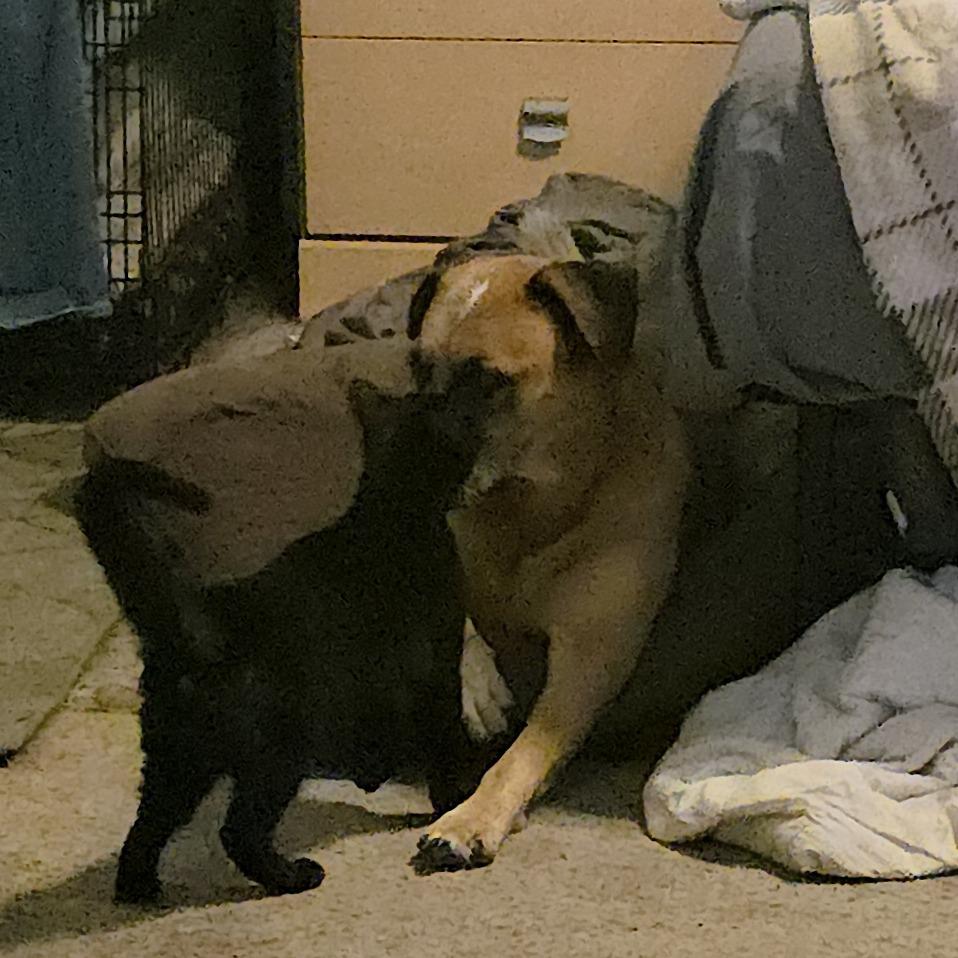 Xaden, a Adoptable Domestic Short Hair in Wilmington, NC image 4/6