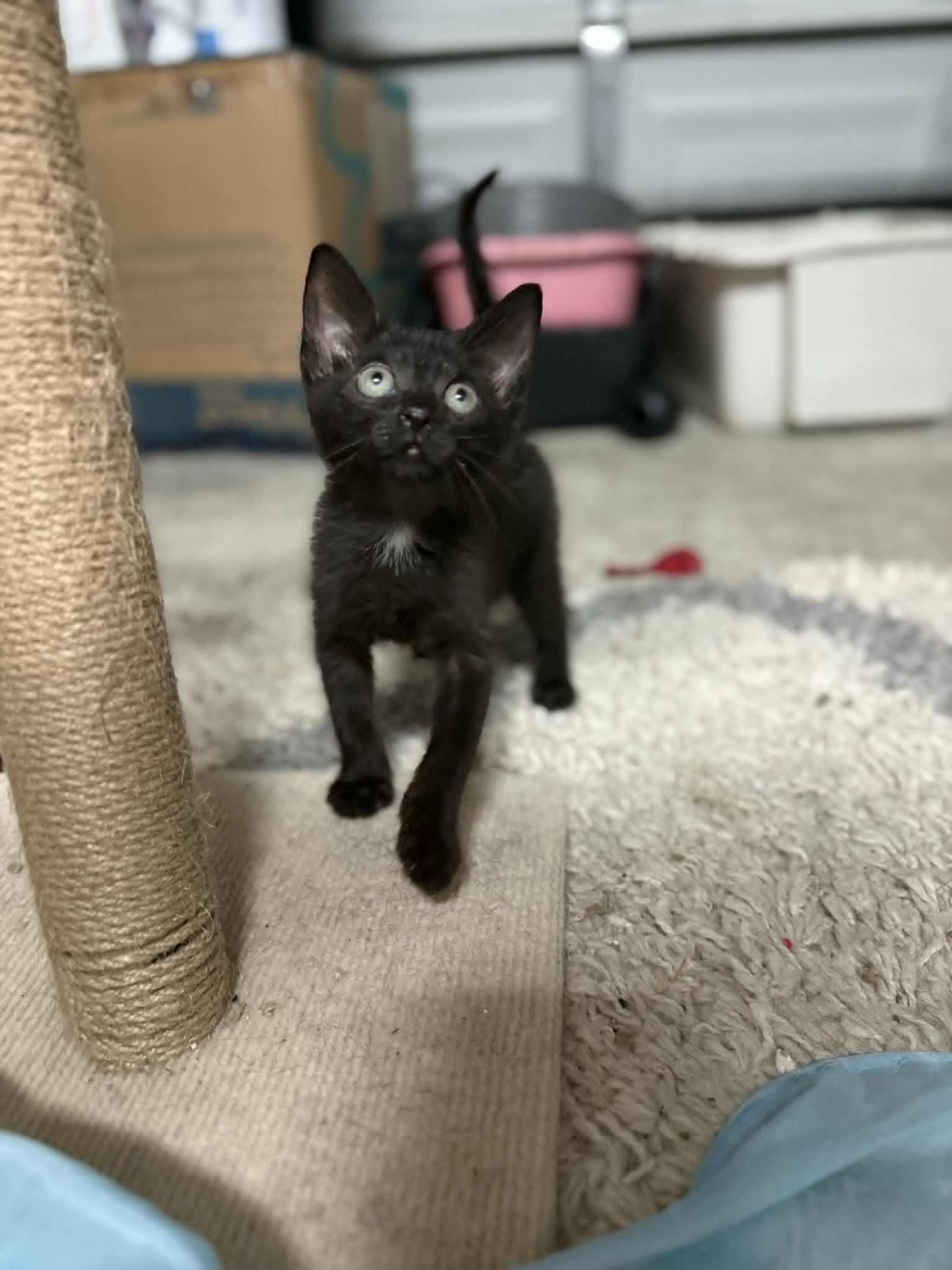 Xaden, a Adoptable Domestic Short Hair in Wilmington, NC image 6/6