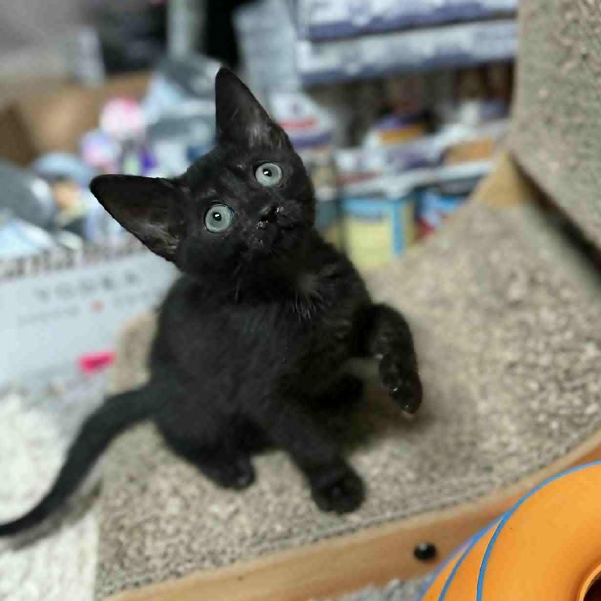 Xaden, a Adoptable Domestic Short Hair in Wilmington, NC image 5/6