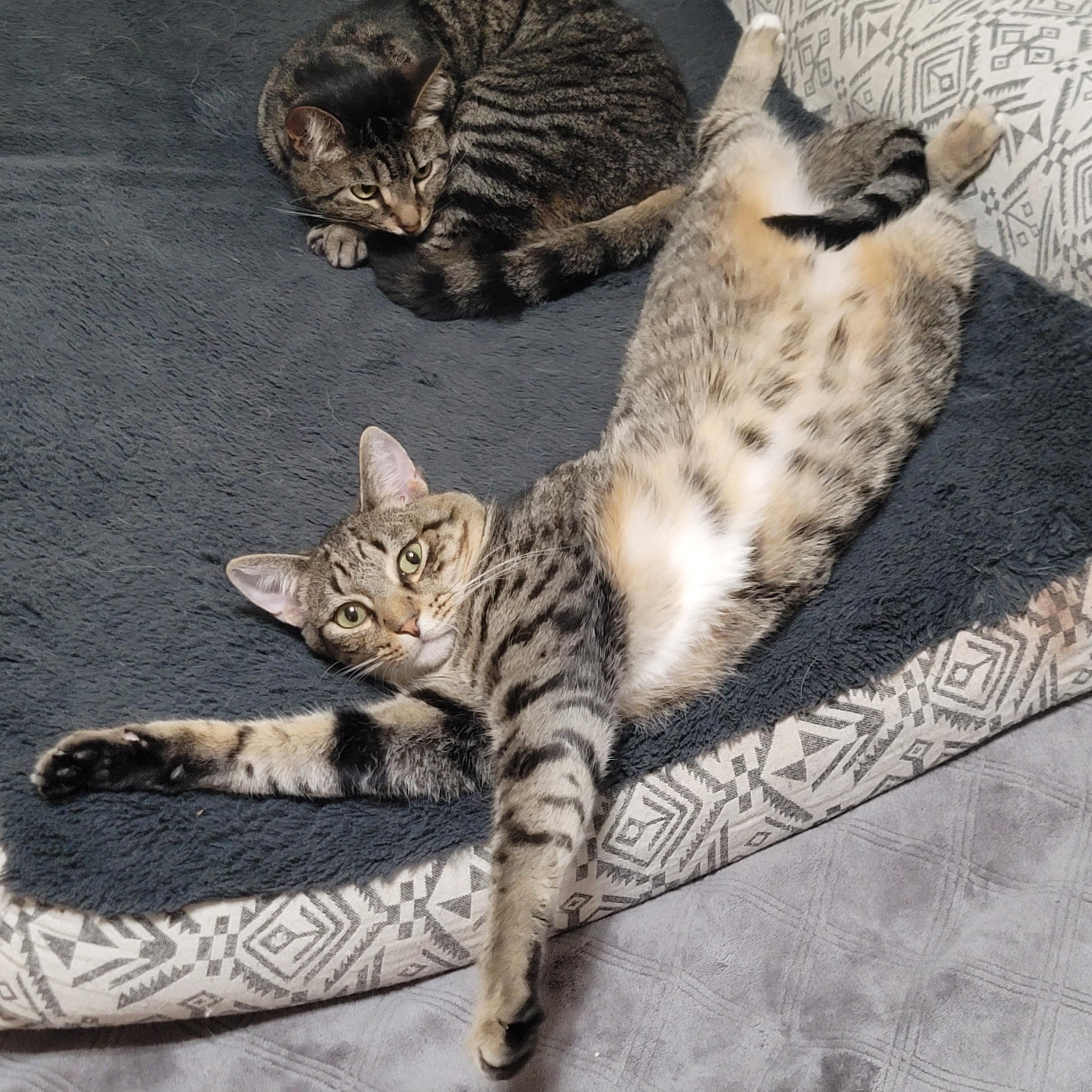 Enlarge Kit Kat, a ADOPTABLE Domestic Short Hair in miami, FL image 6/6