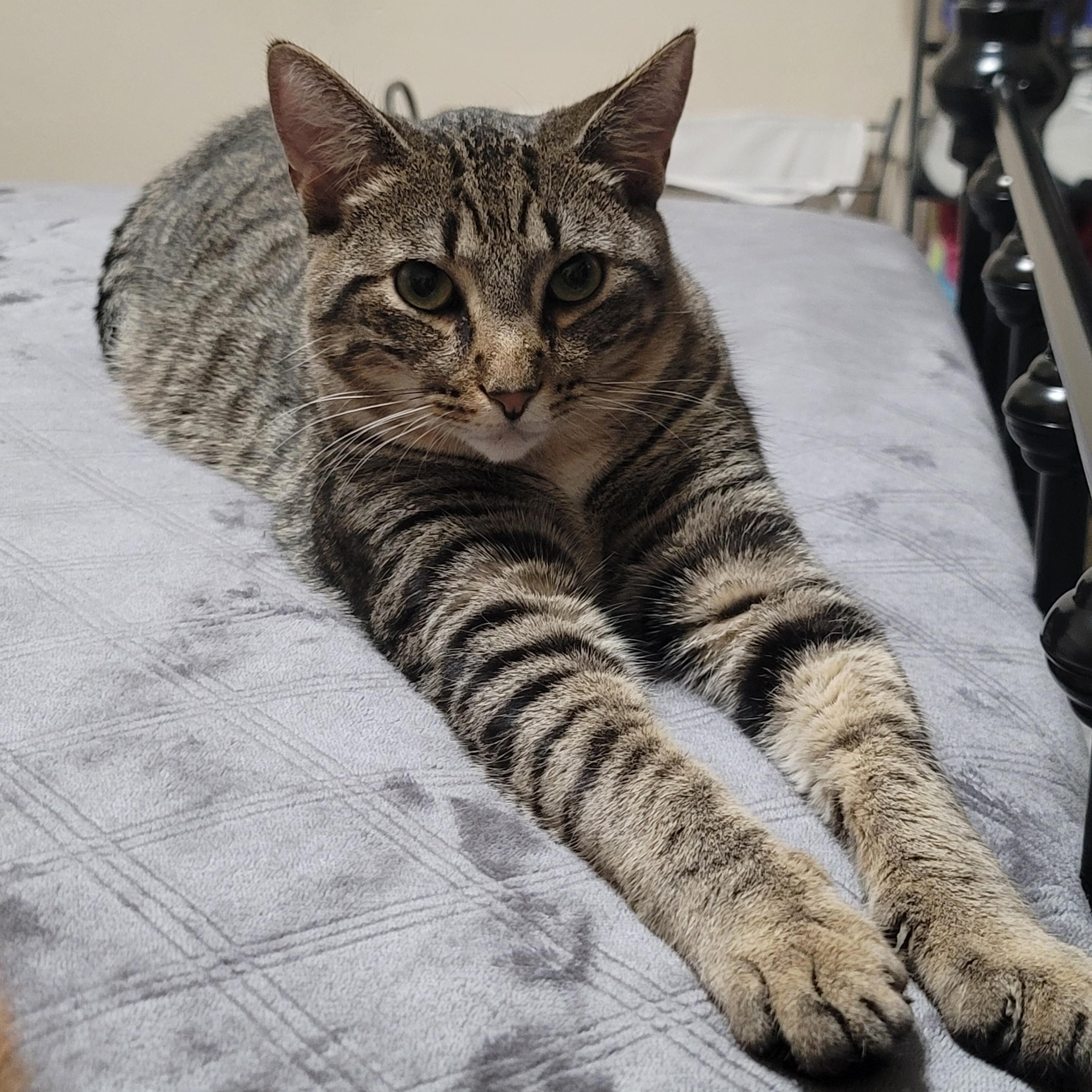 Enlarge Kit Kat, a ADOPTABLE Domestic Short Hair in miami, FL image 2/6