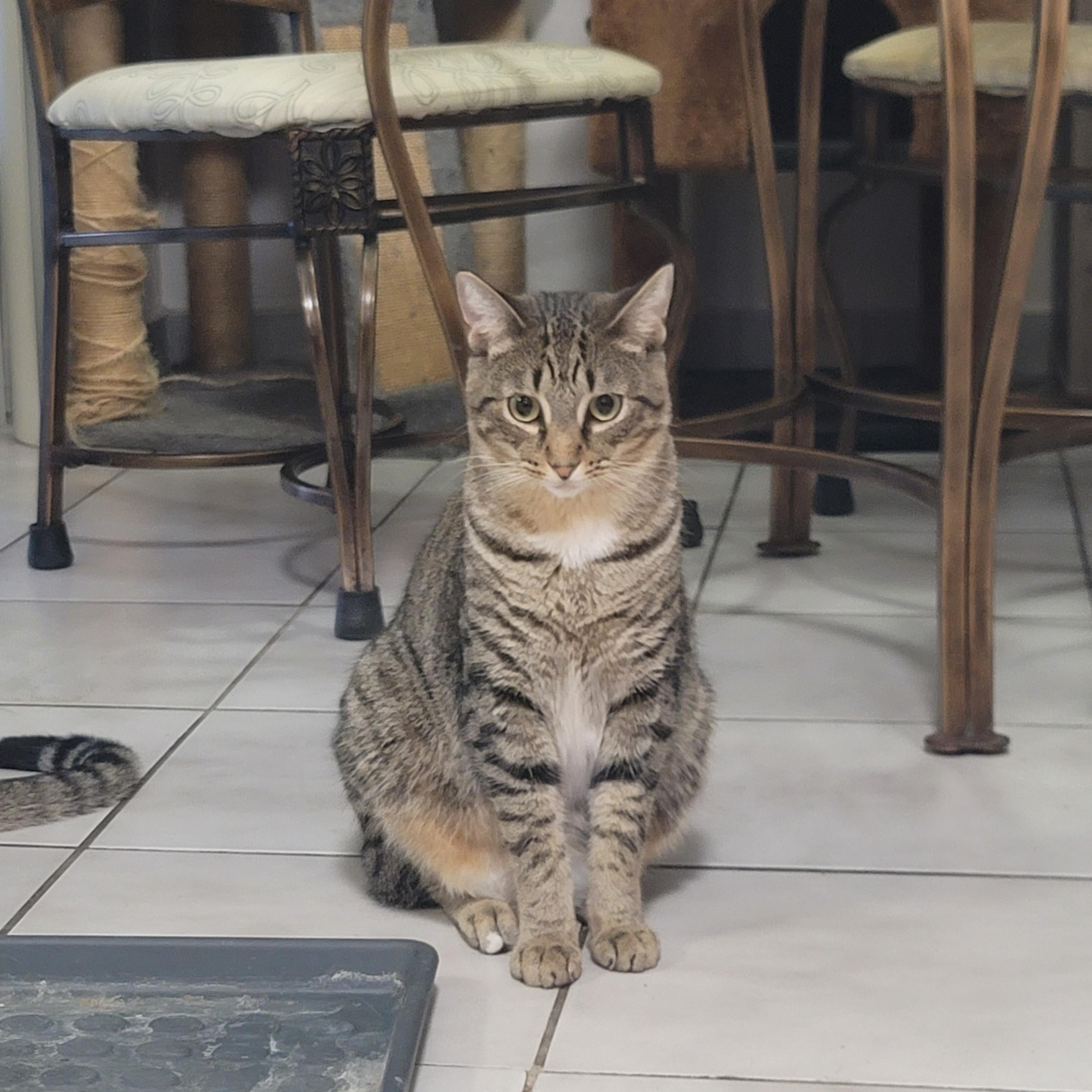 Kit Kat, ADOPTABLE, Adult Male Domestic Short Hair.
