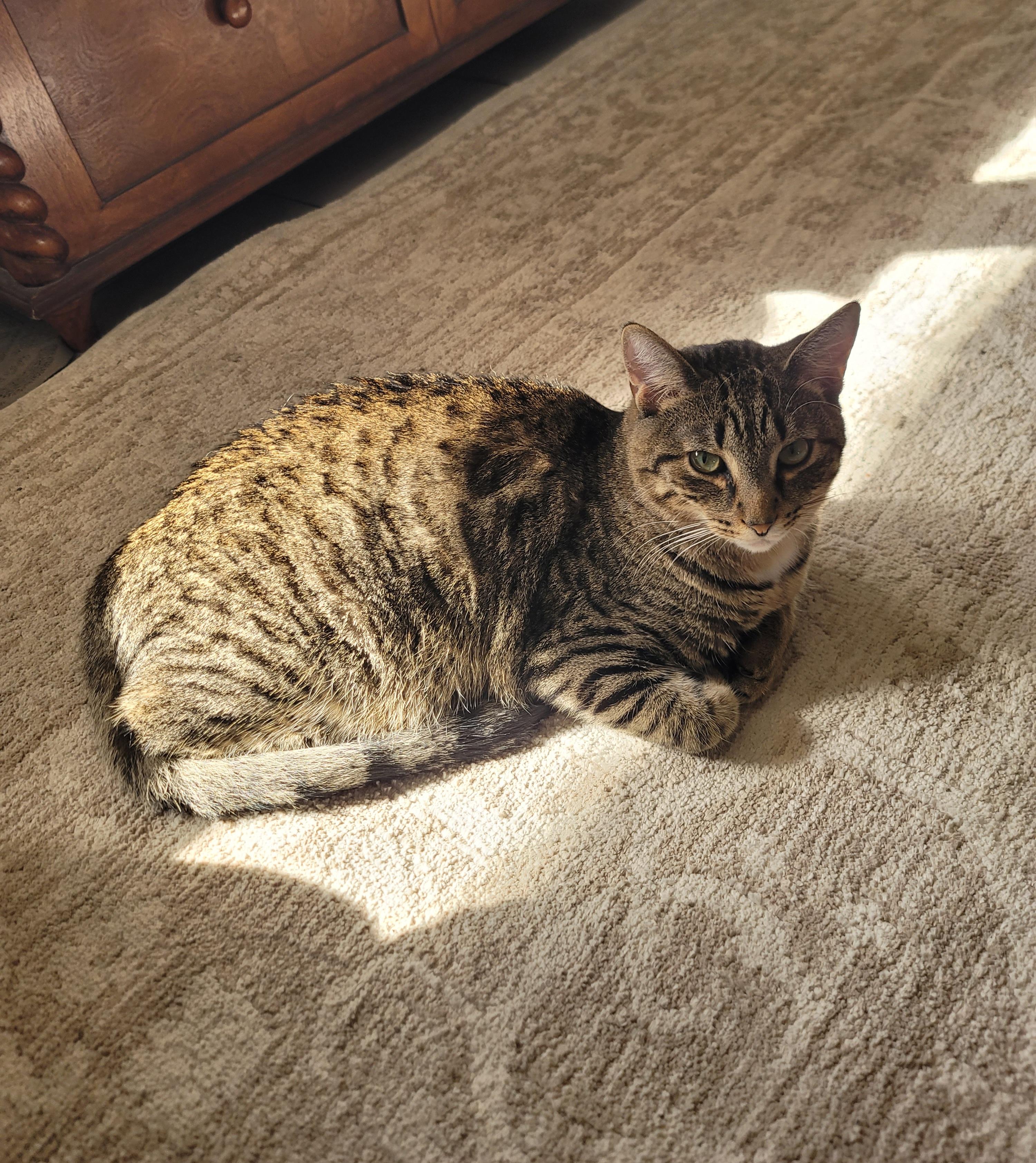 Enlarge Kit Kat, a ADOPTABLE Domestic Short Hair in miami, FL image 4/6