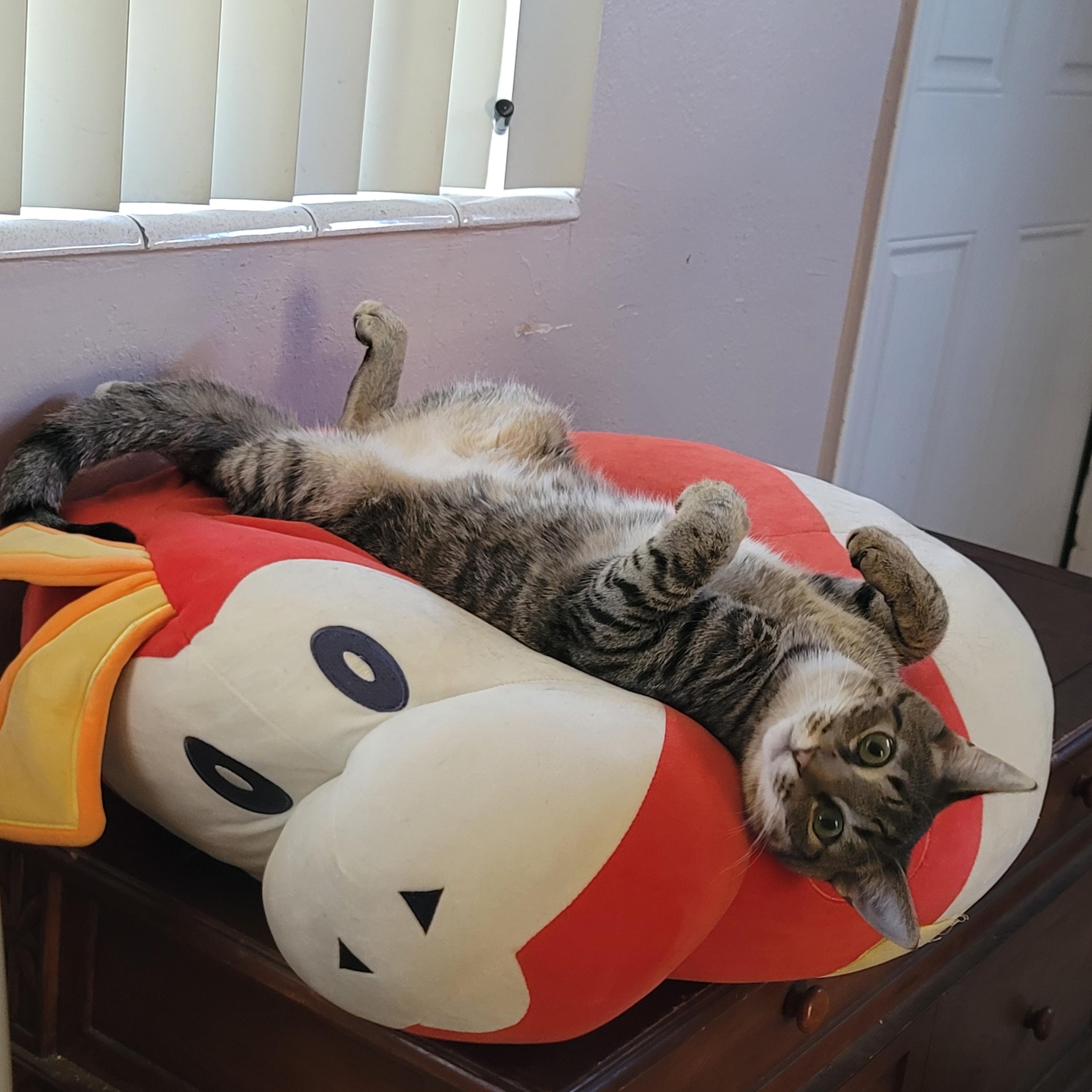 Enlarge Kit Kat, a ADOPTABLE Domestic Short Hair in miami, FL image 3/6