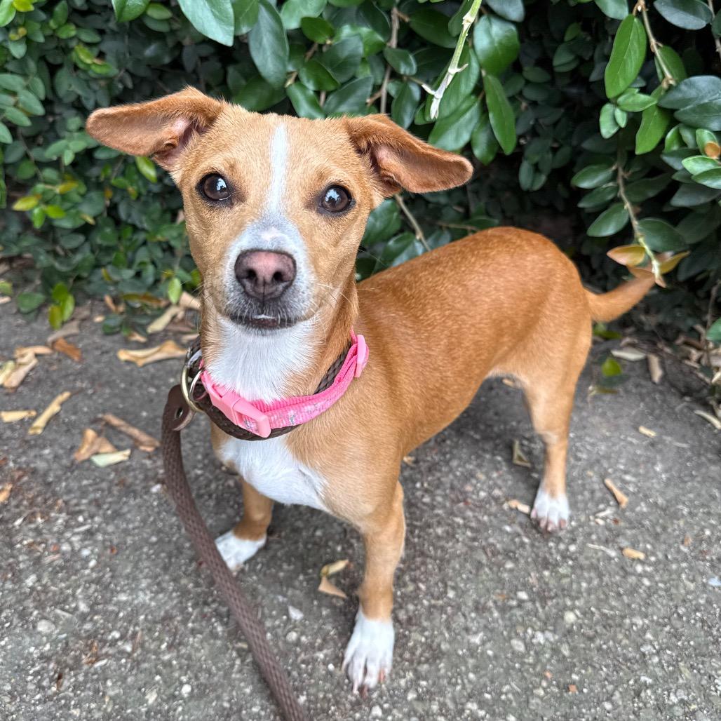 Dixie, Adoptable, Young Female Chihuahua & Dachshund.
