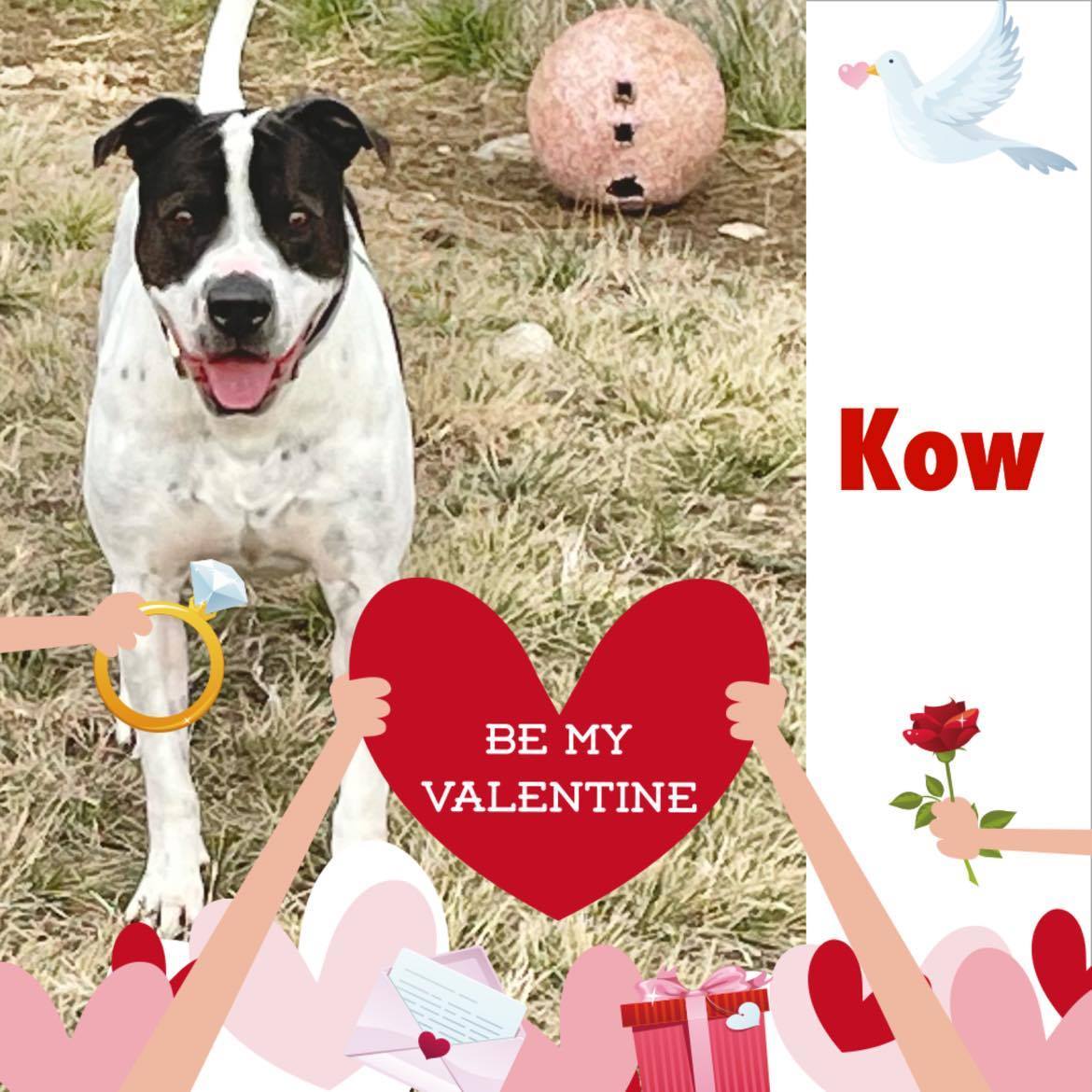 *Kow, a Adoptable mixed breed in Justin, TX image 3/3