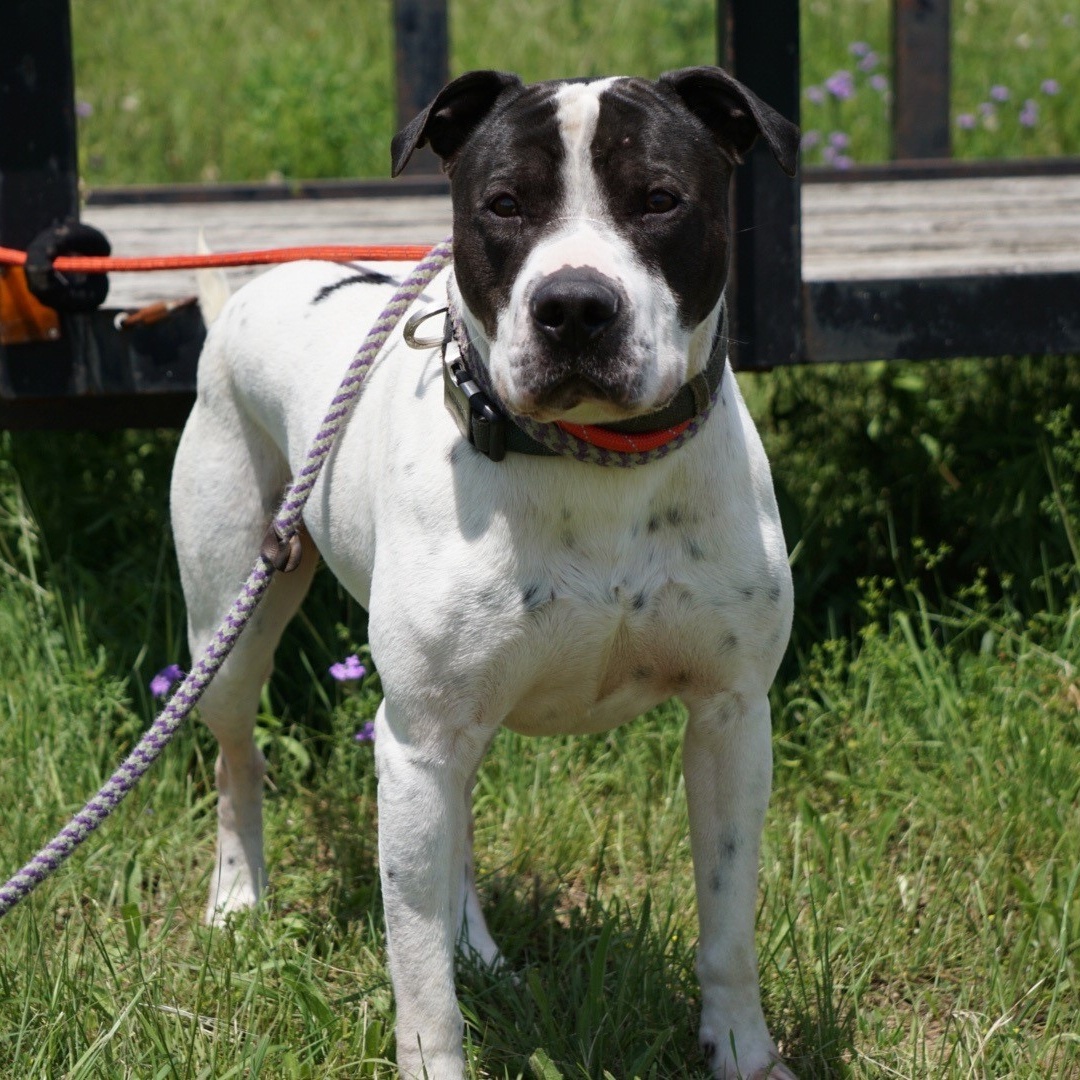 *Kow, a Adoptable mixed breed in Justin, TX image 1/3